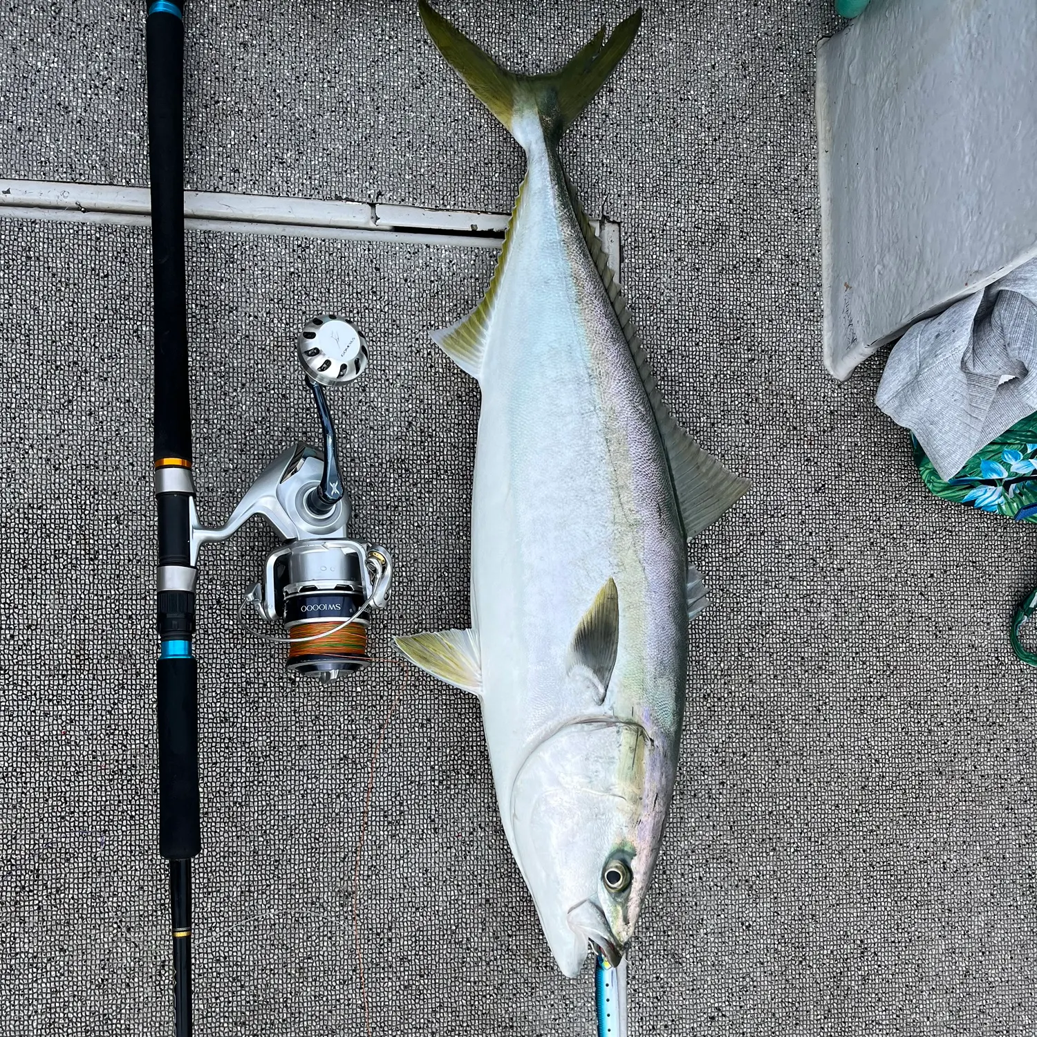 The most recent Japanese yellowtail amberjack catches on Fishbrain
