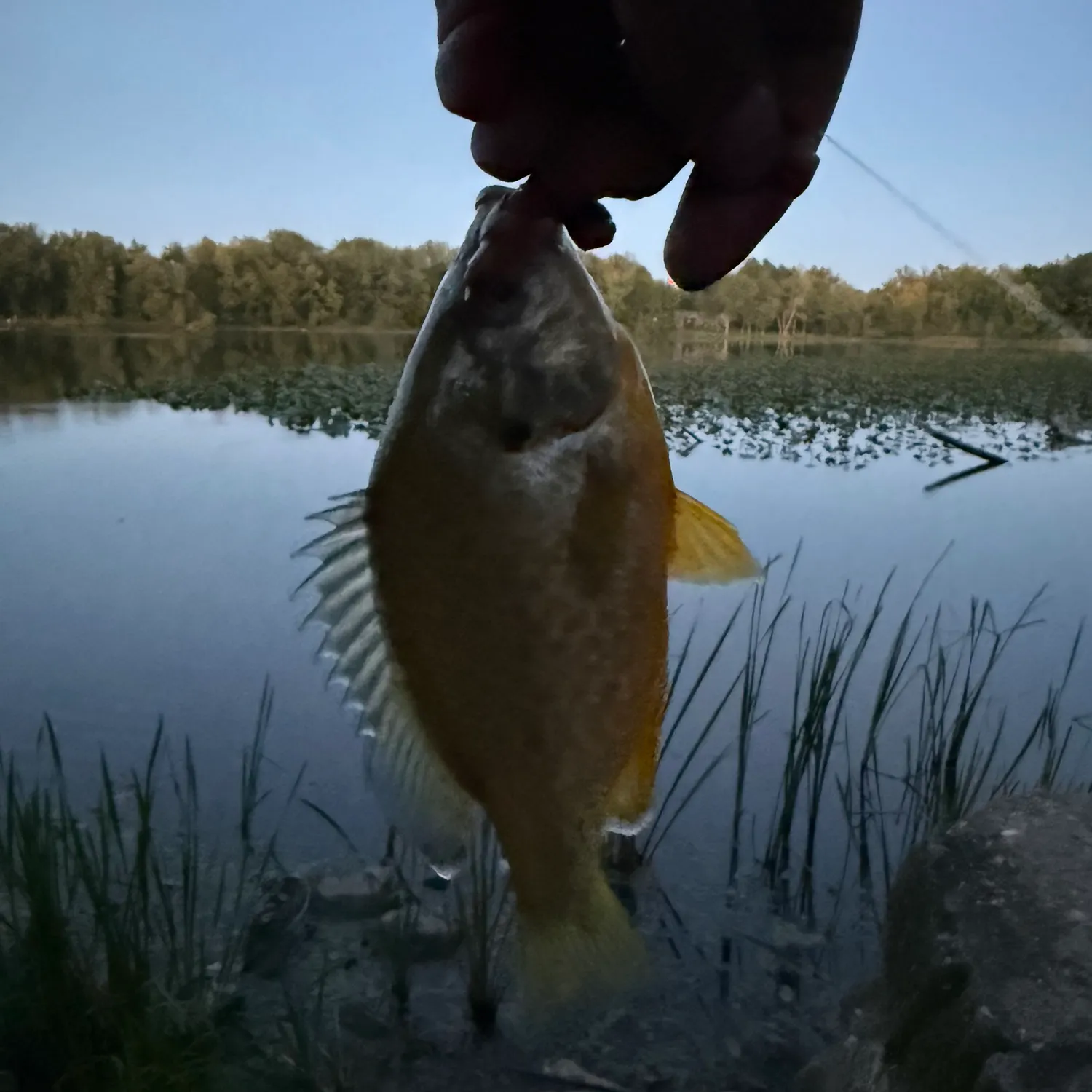 Bluegill caught on Fishbrain