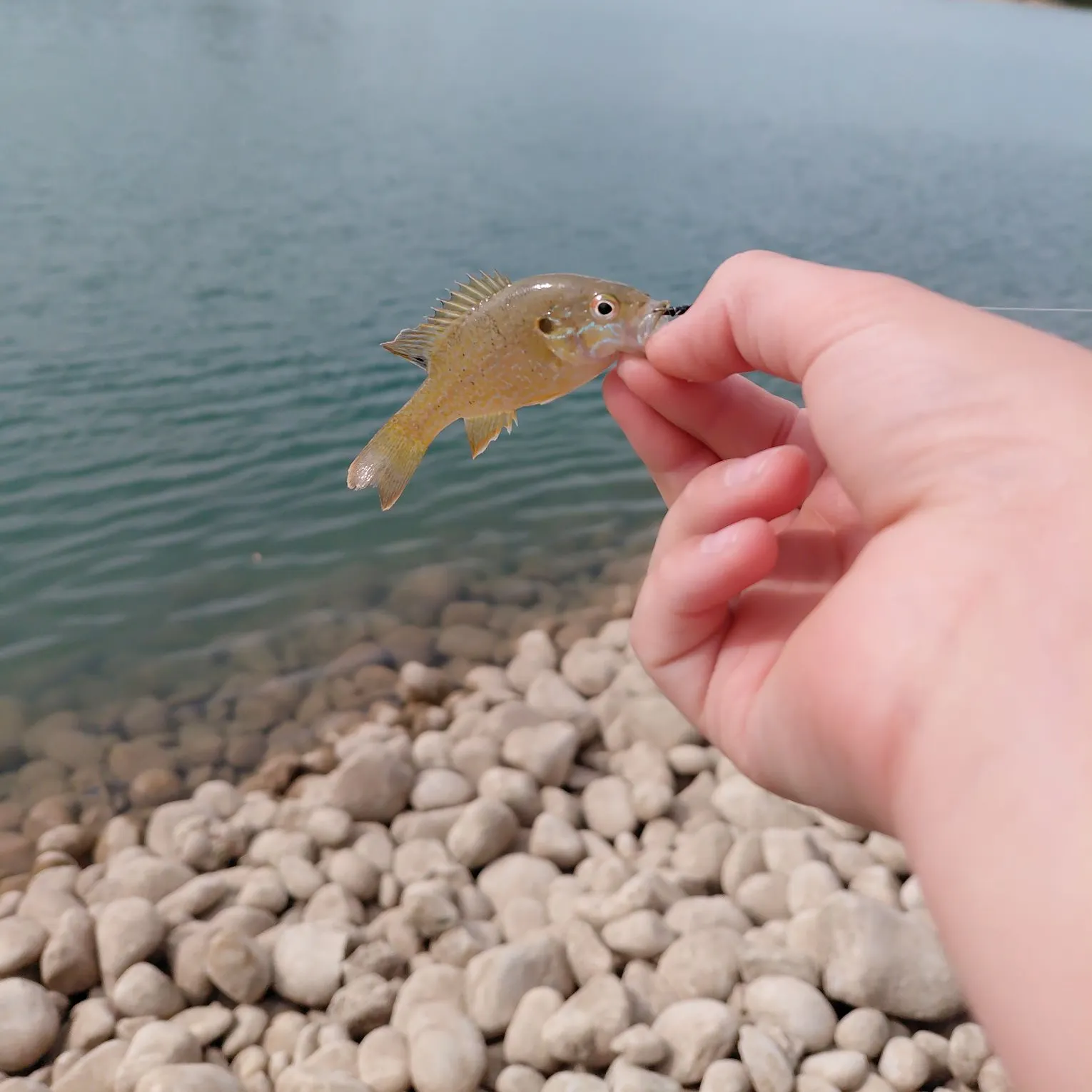 Green sunfish caught on Fishbrain
