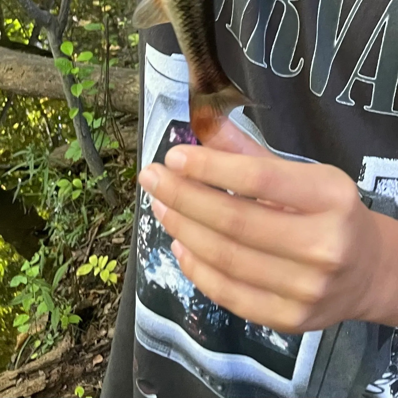 Creek chub caught on Fishbrain