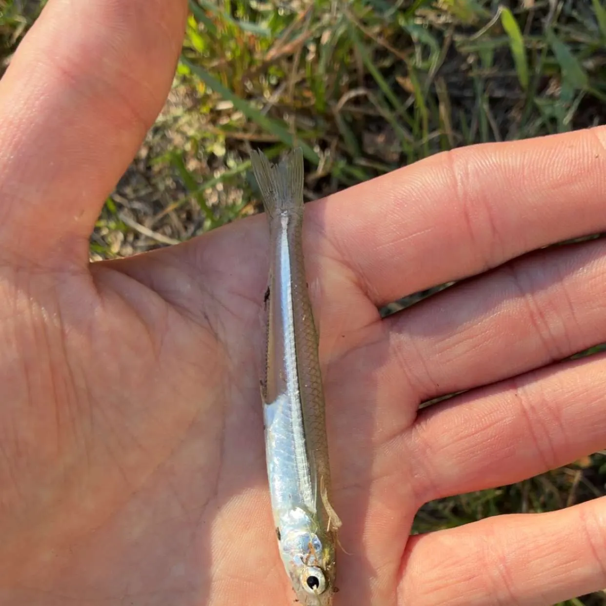 Atlantic silverside caught on Fishbrain