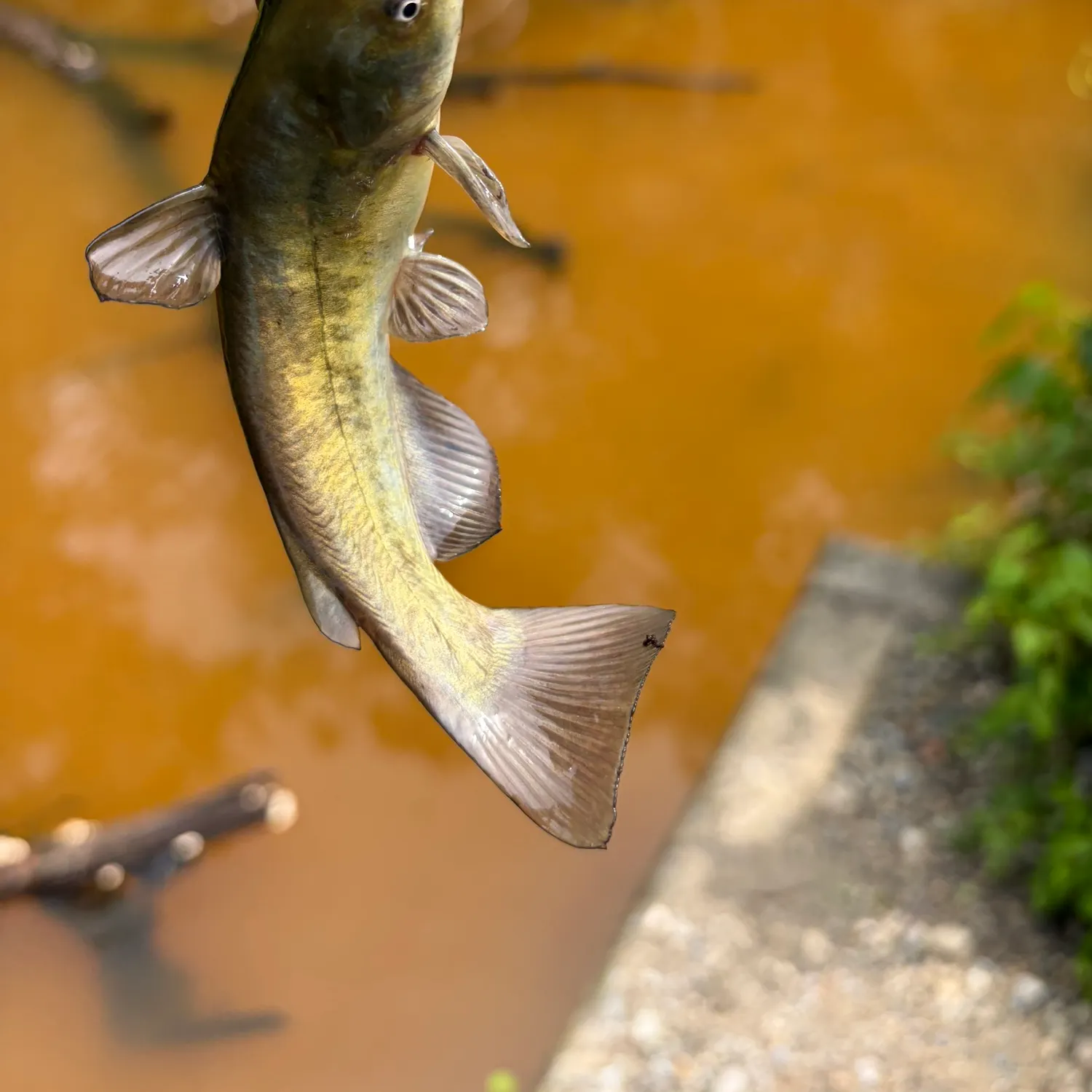 The most recent Black bullhead catches on Fishbrain