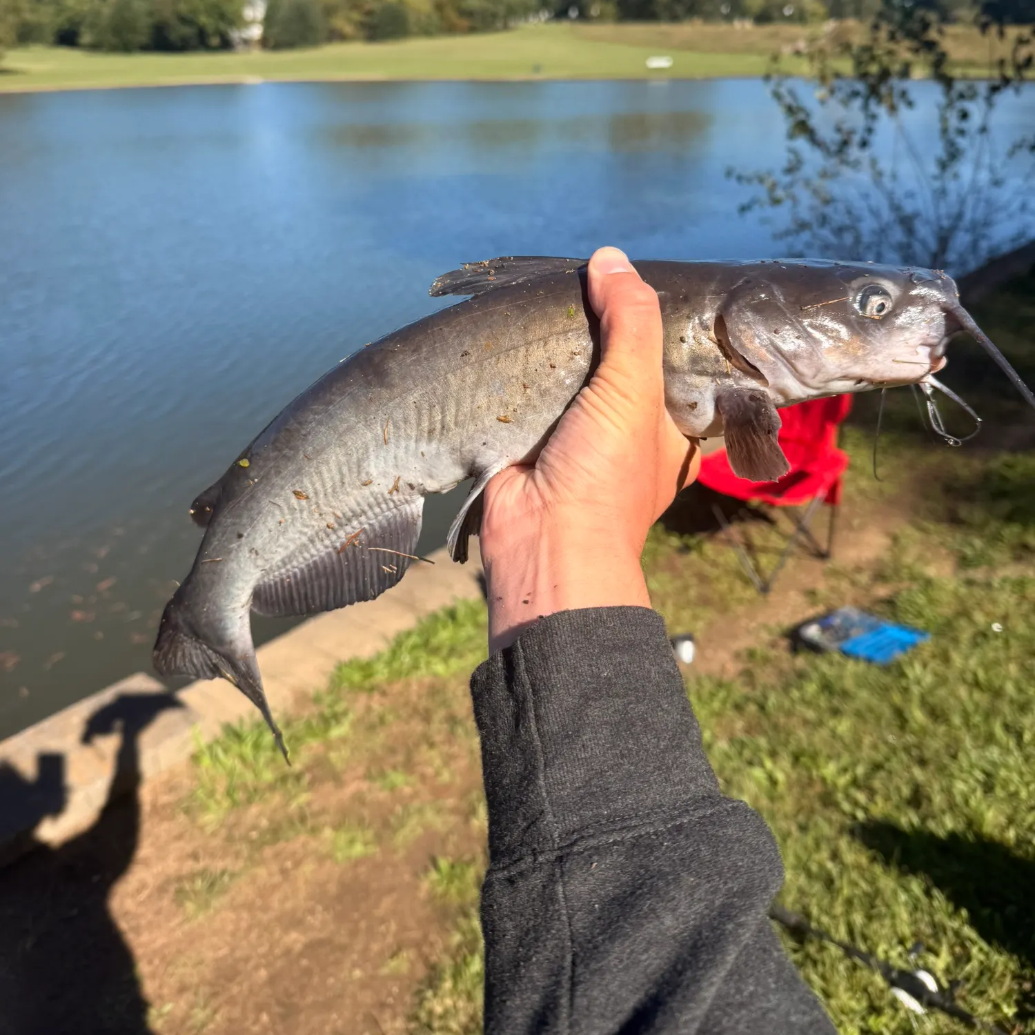Channel catfish caught on Fishbrain