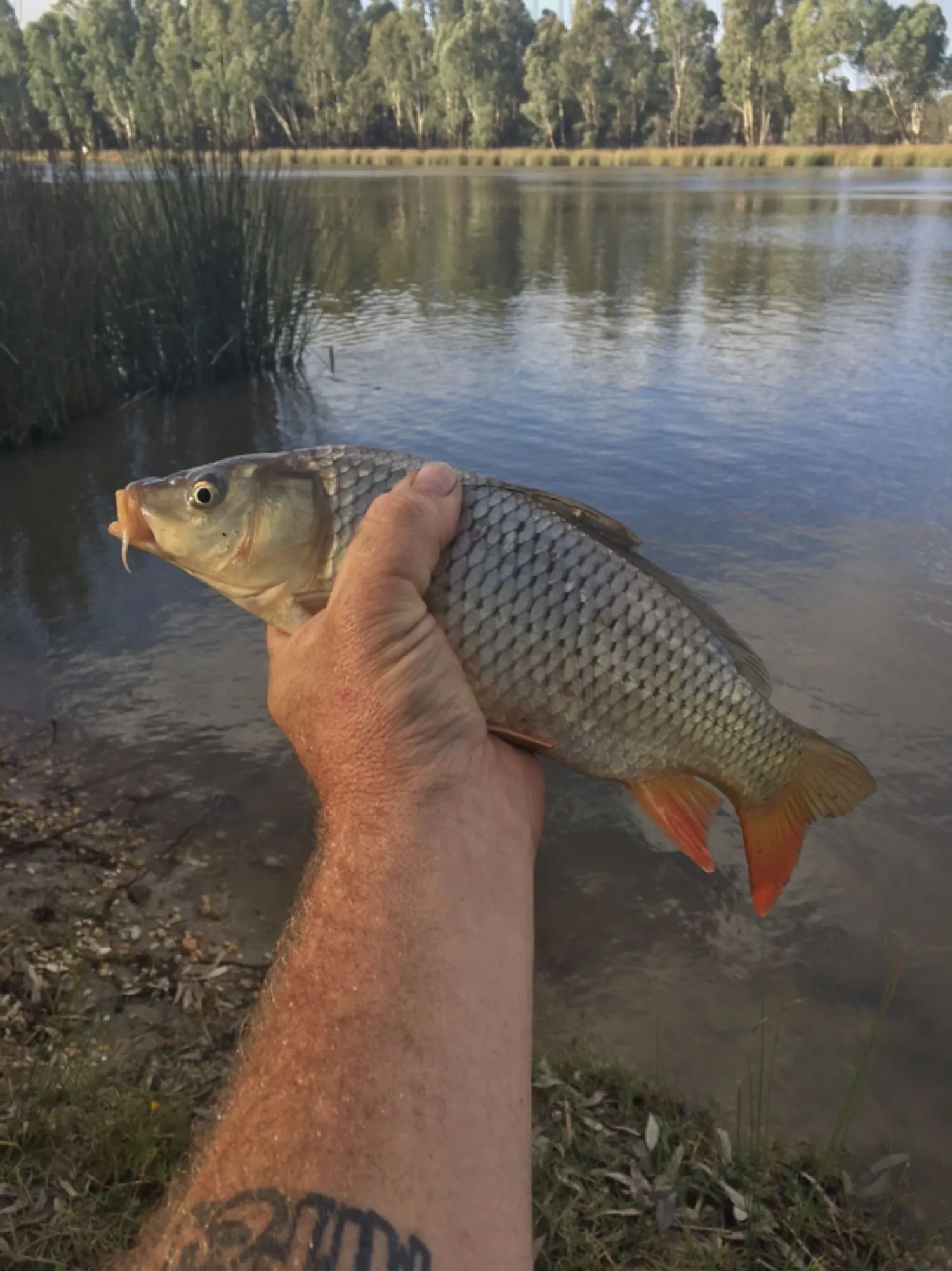 Post image from Dennism1