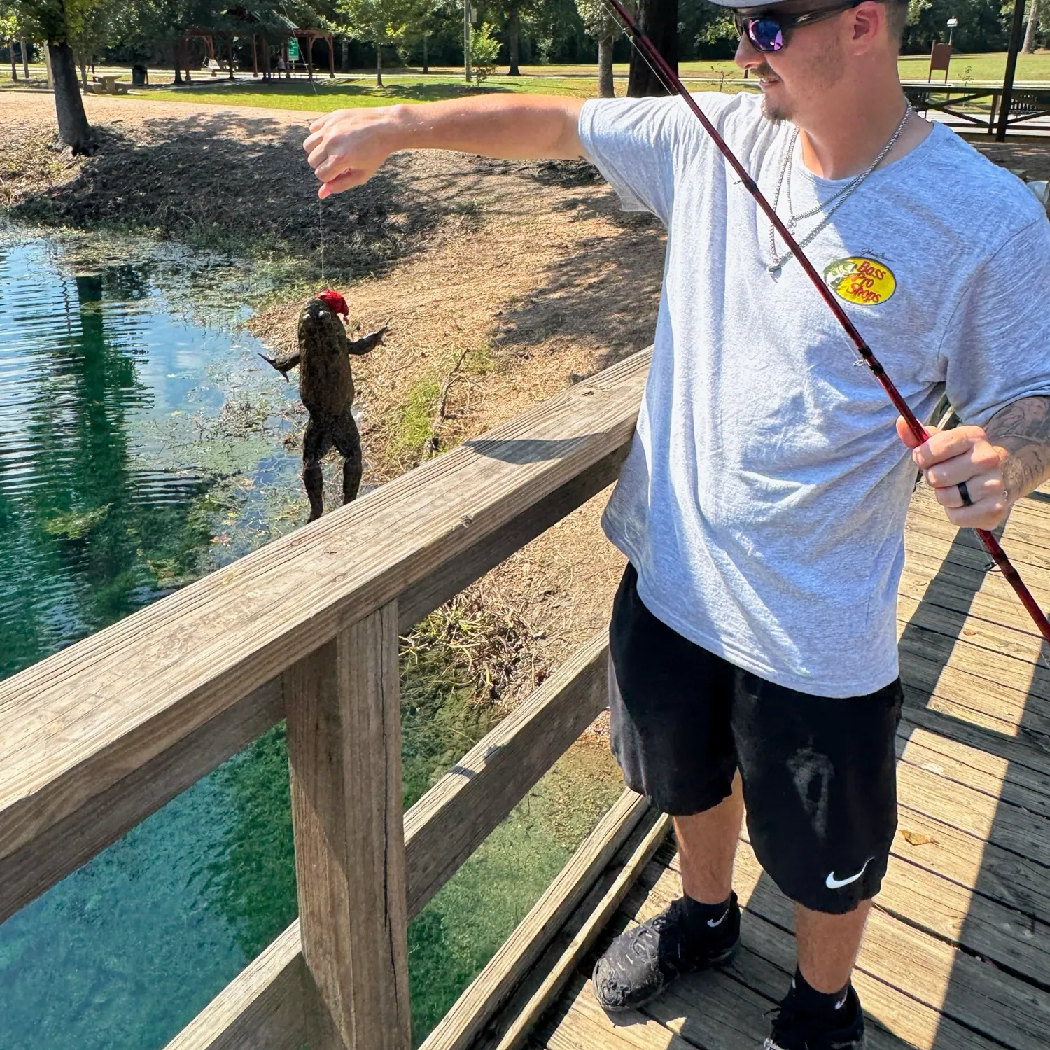 American bullfrog caught on Fishbrain