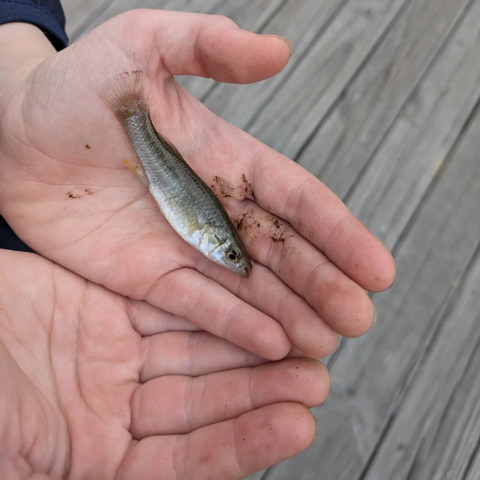 The most recent Gulf killifish catches on Fishbrain