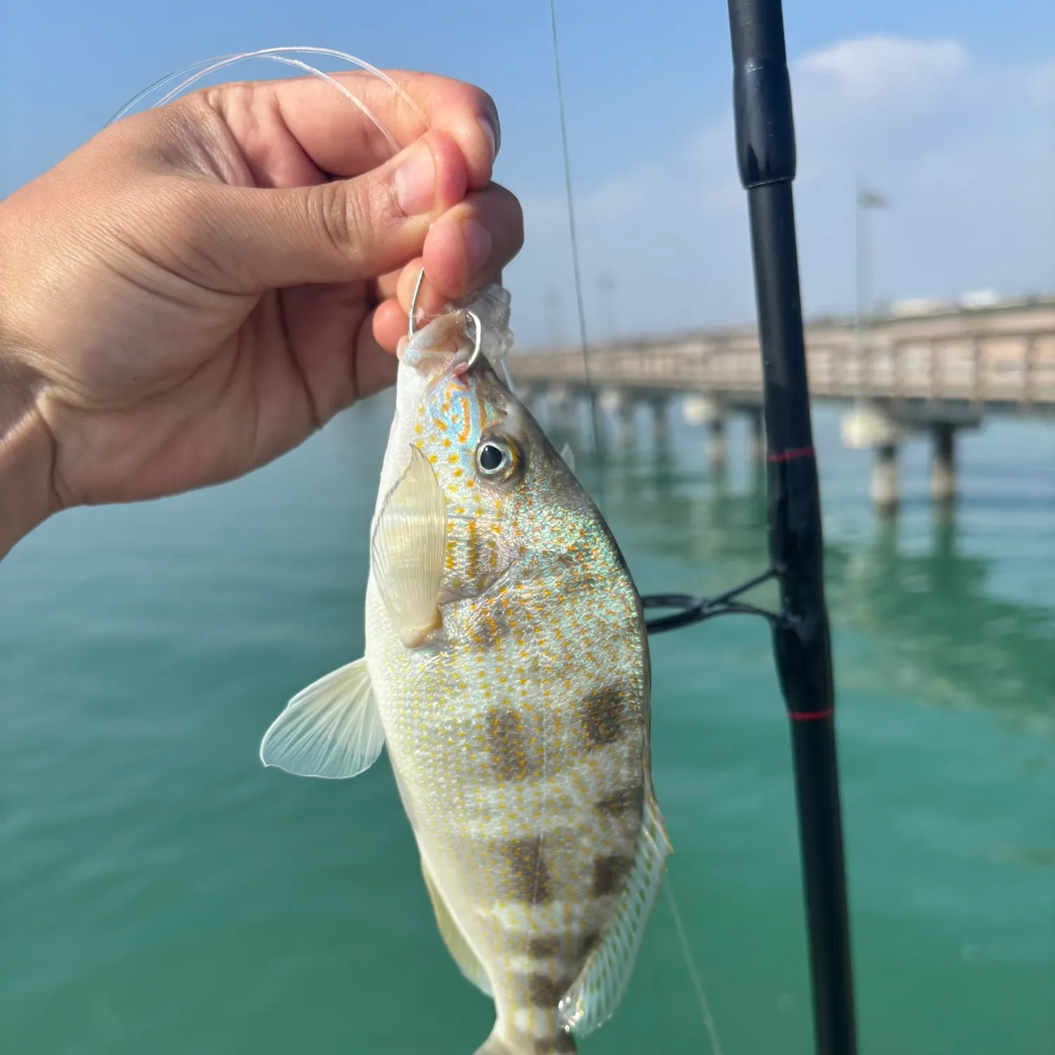 The most recent Pigfish catches on Fishbrain