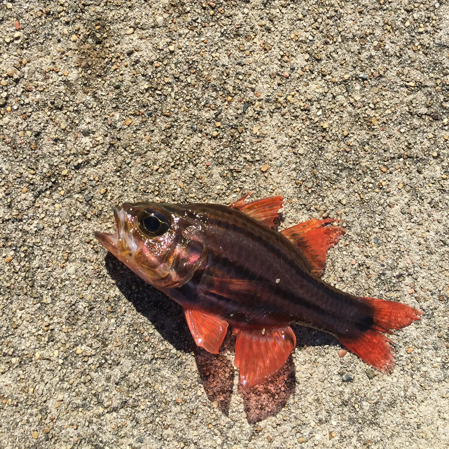 The most recent Sydney cardinalfish catches on Fishbrain