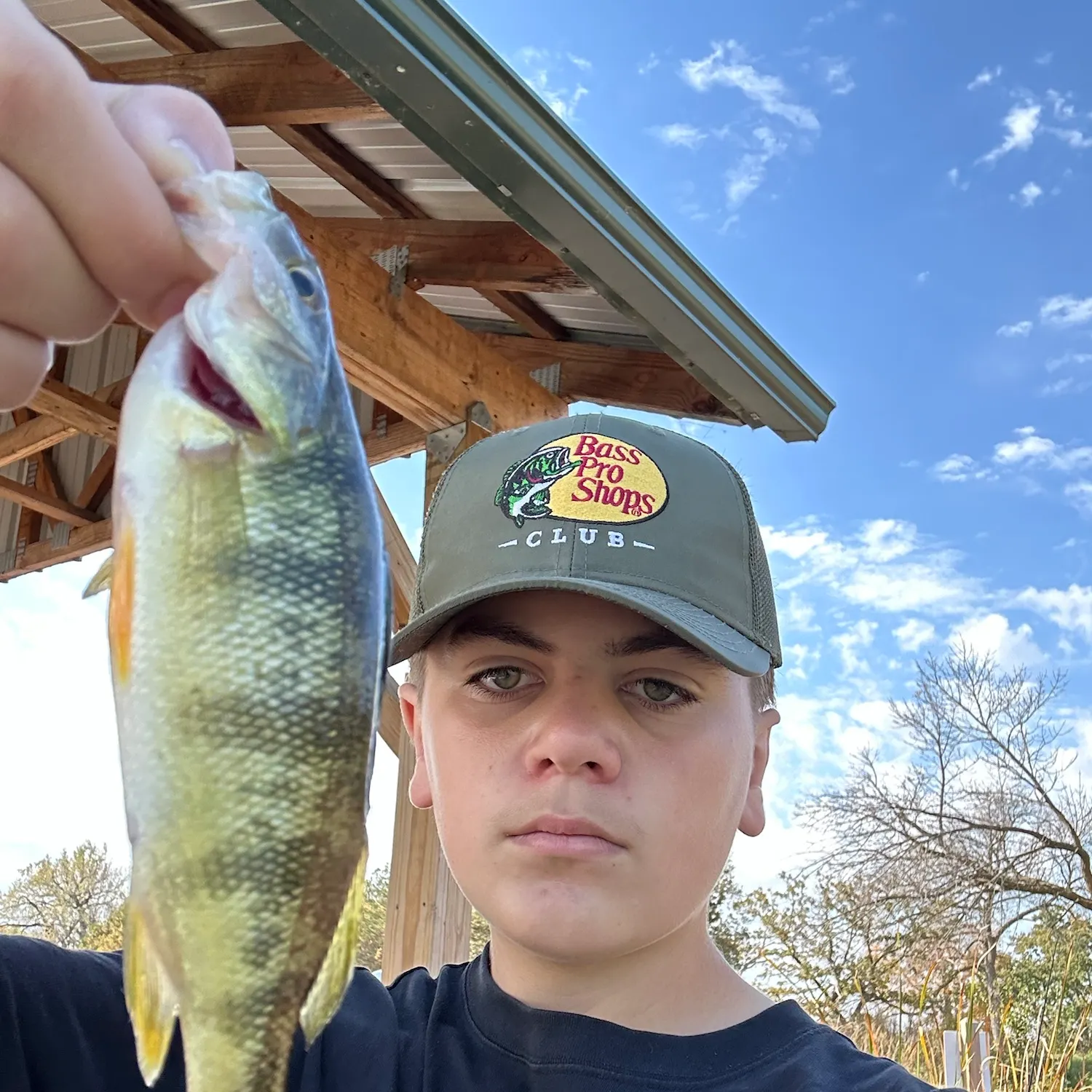 Yellow perch caught on Fishbrain