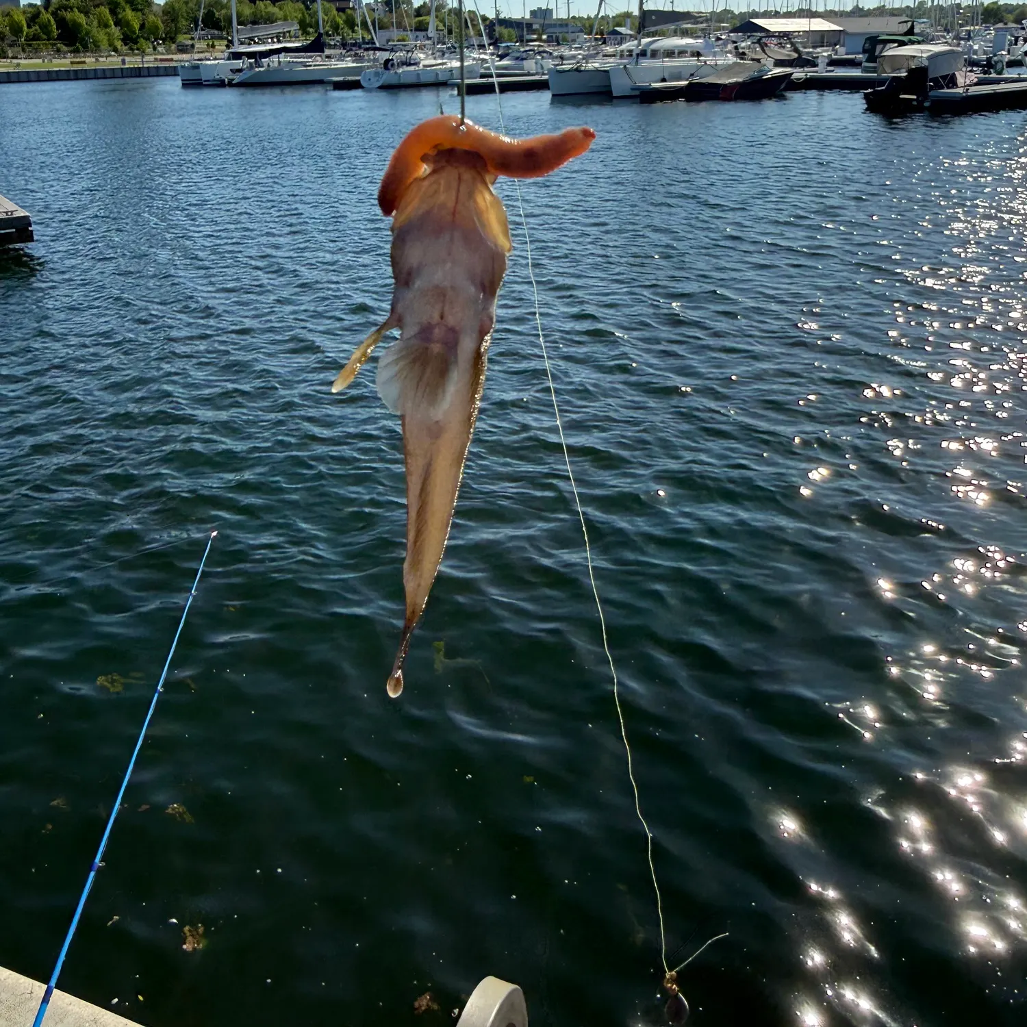 catch