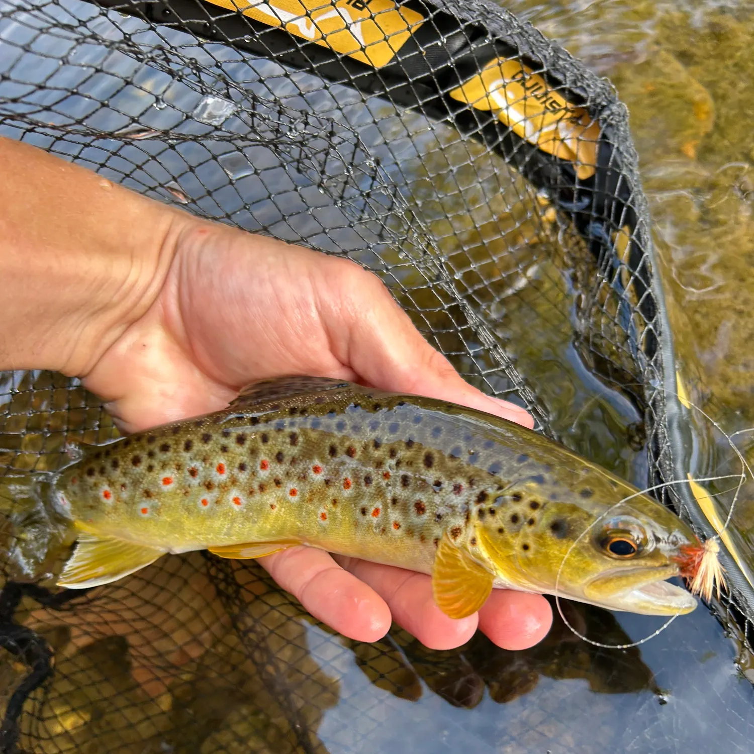 Brown trout caught on Fishbrain