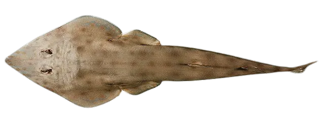 Brown guitarfish