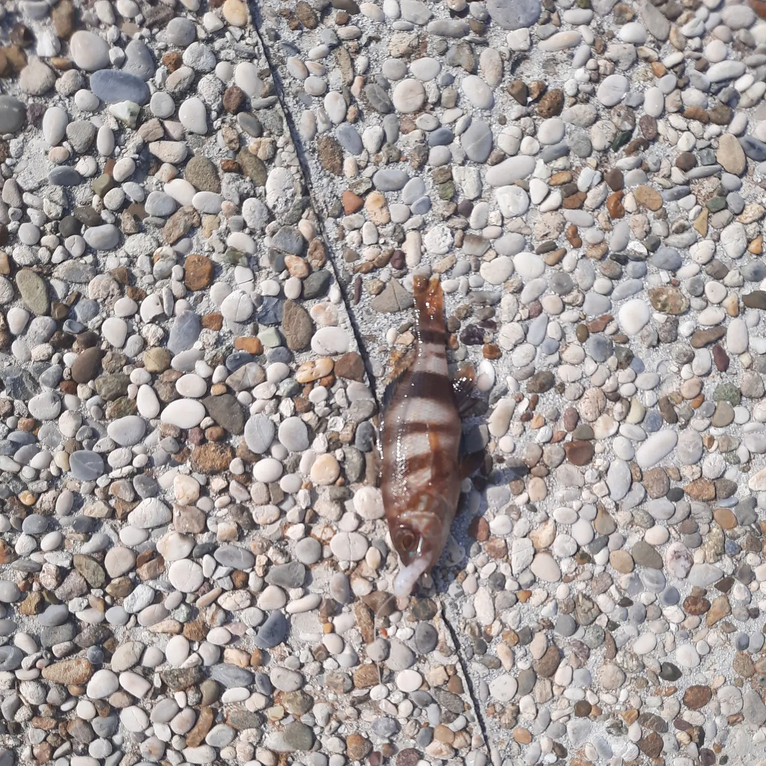 The most recent Brown comber catches on Fishbrain