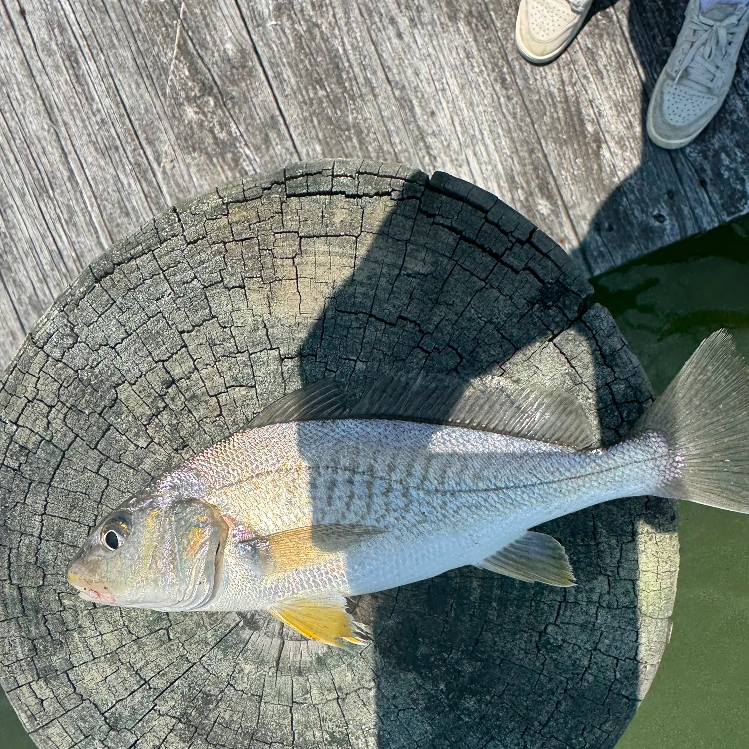The most recent Atlantic croaker catches on Fishbrain