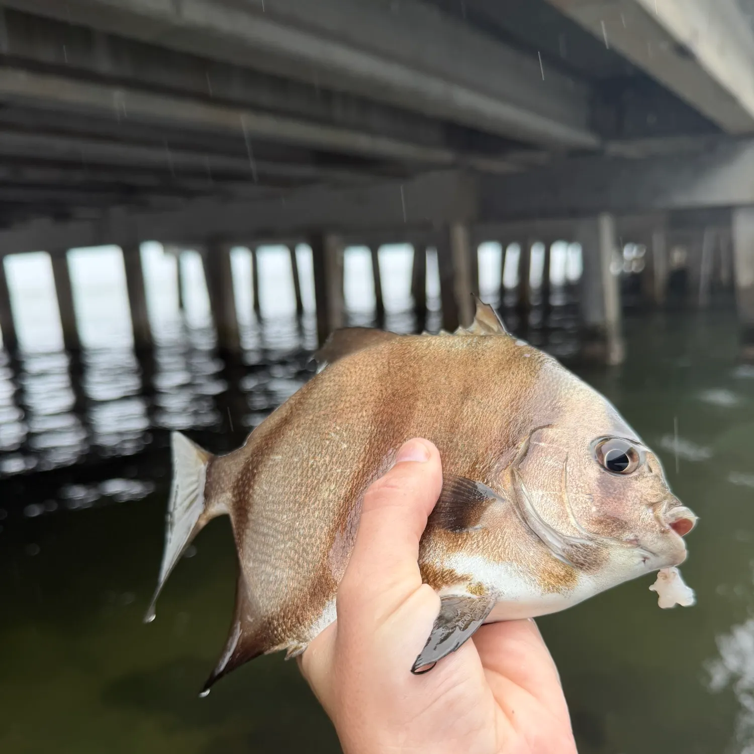 The most recent Atlantic spadefish catches on Fishbrain