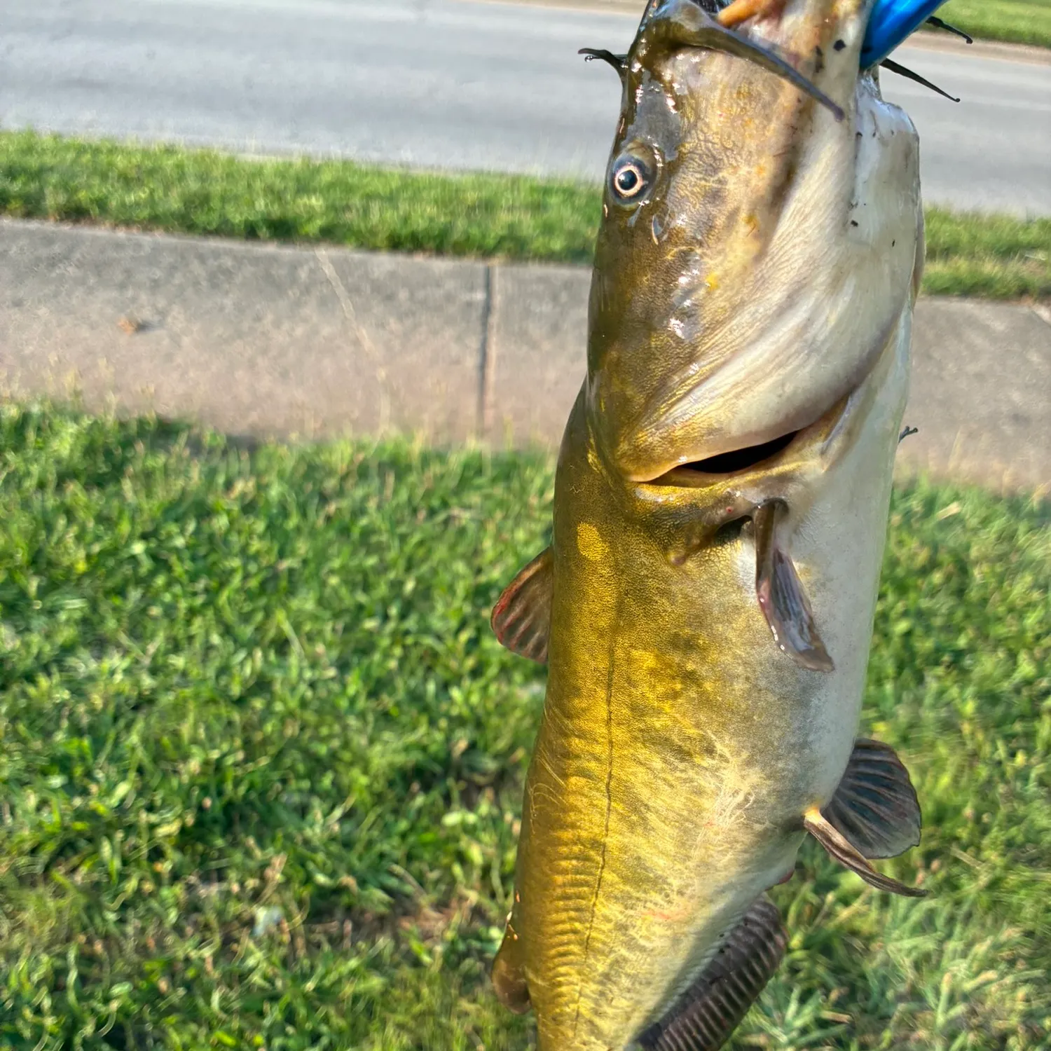 The most recent Redtail catfish catches on Fishbrain