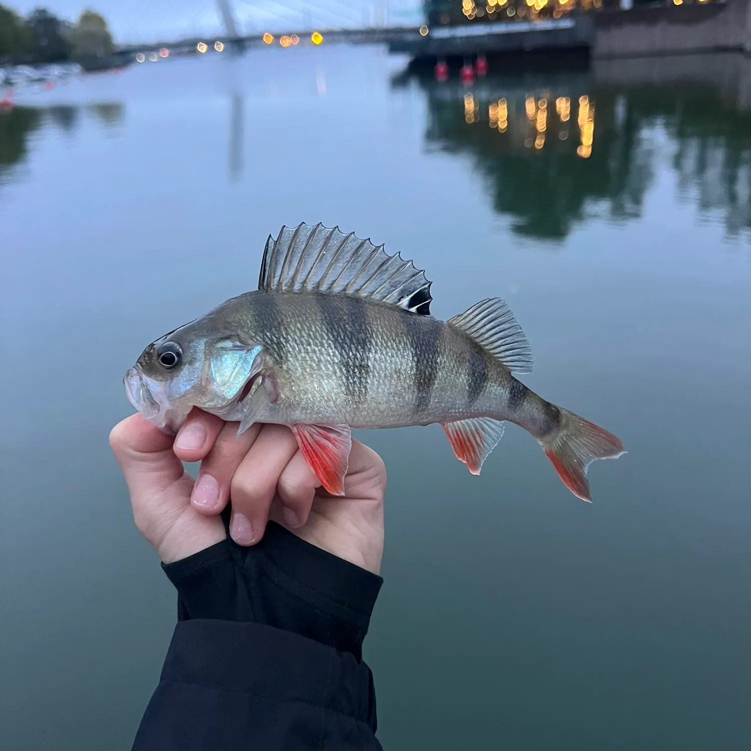 European perch caught on Fishbrain