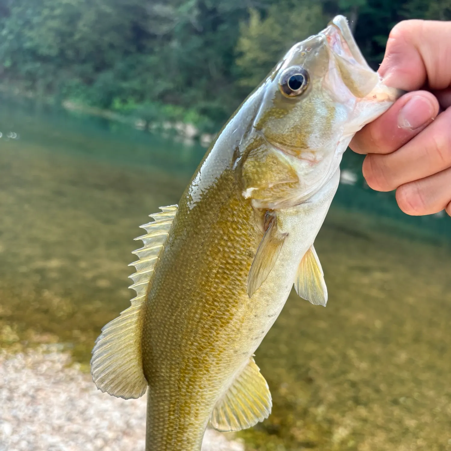 Smallmouth bass caught on Fishbrain