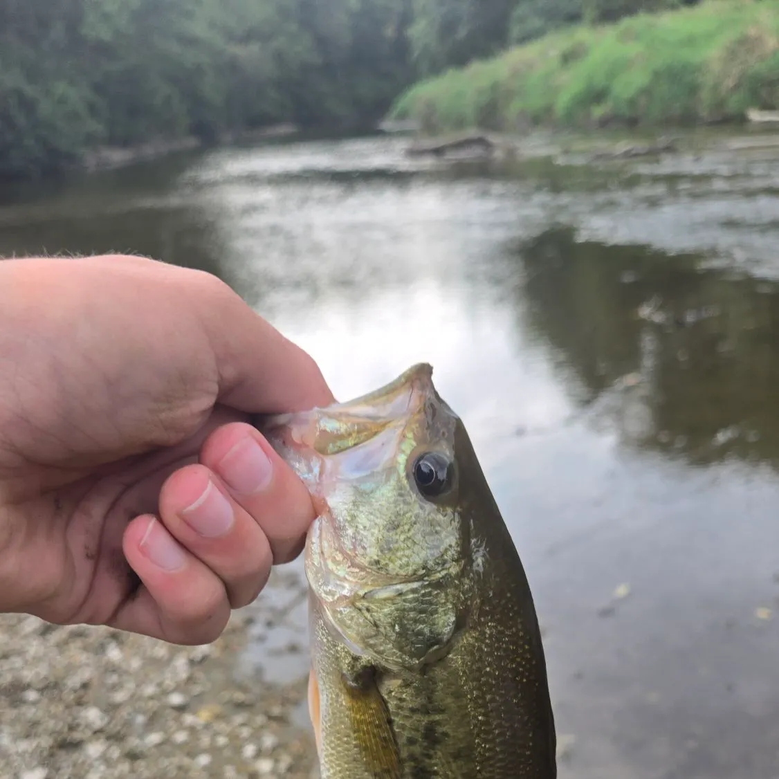 Largemouth bass caught on Fishbrain