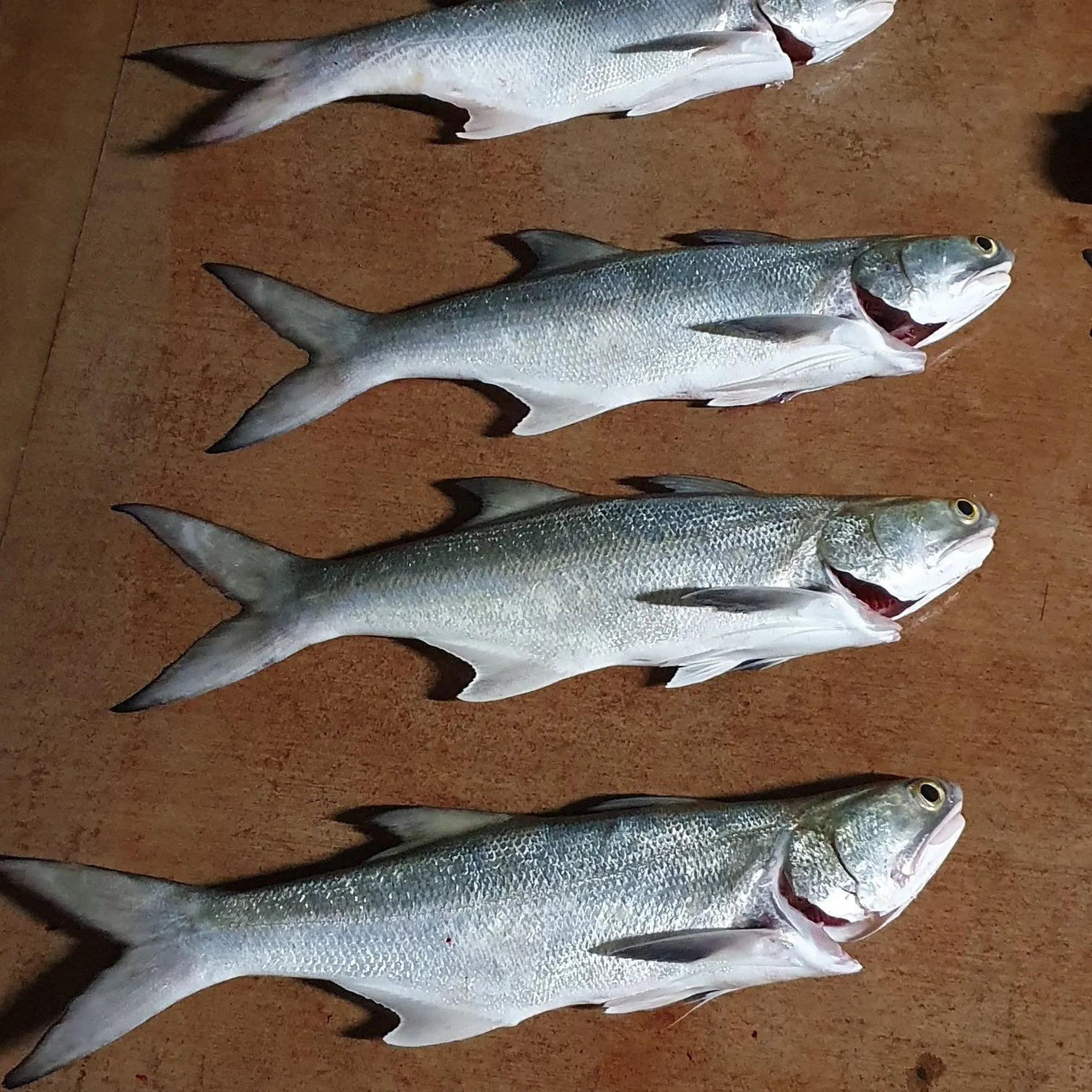 Fourfinger threadfin caught on Fishbrain