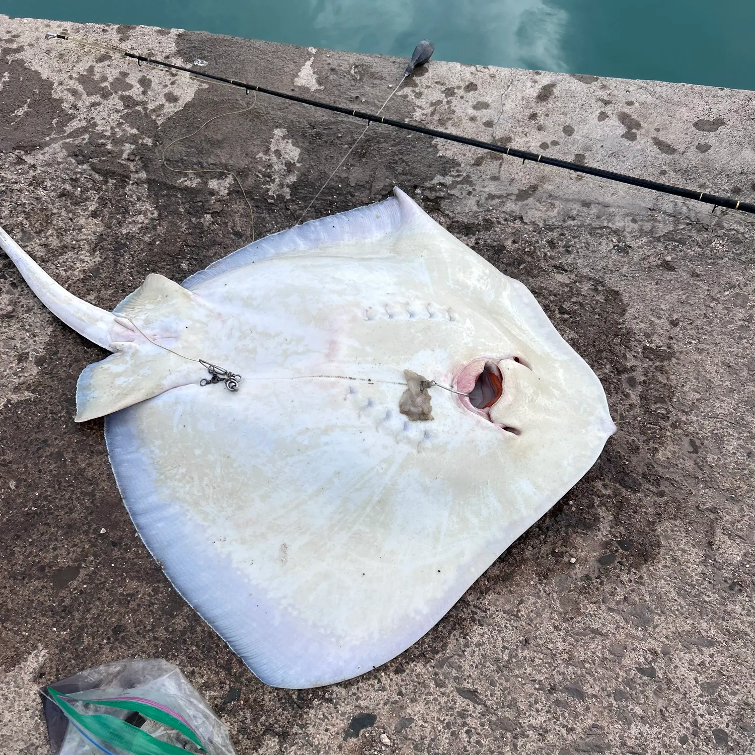 The most recent Sharpnose stingray catches on Fishbrain