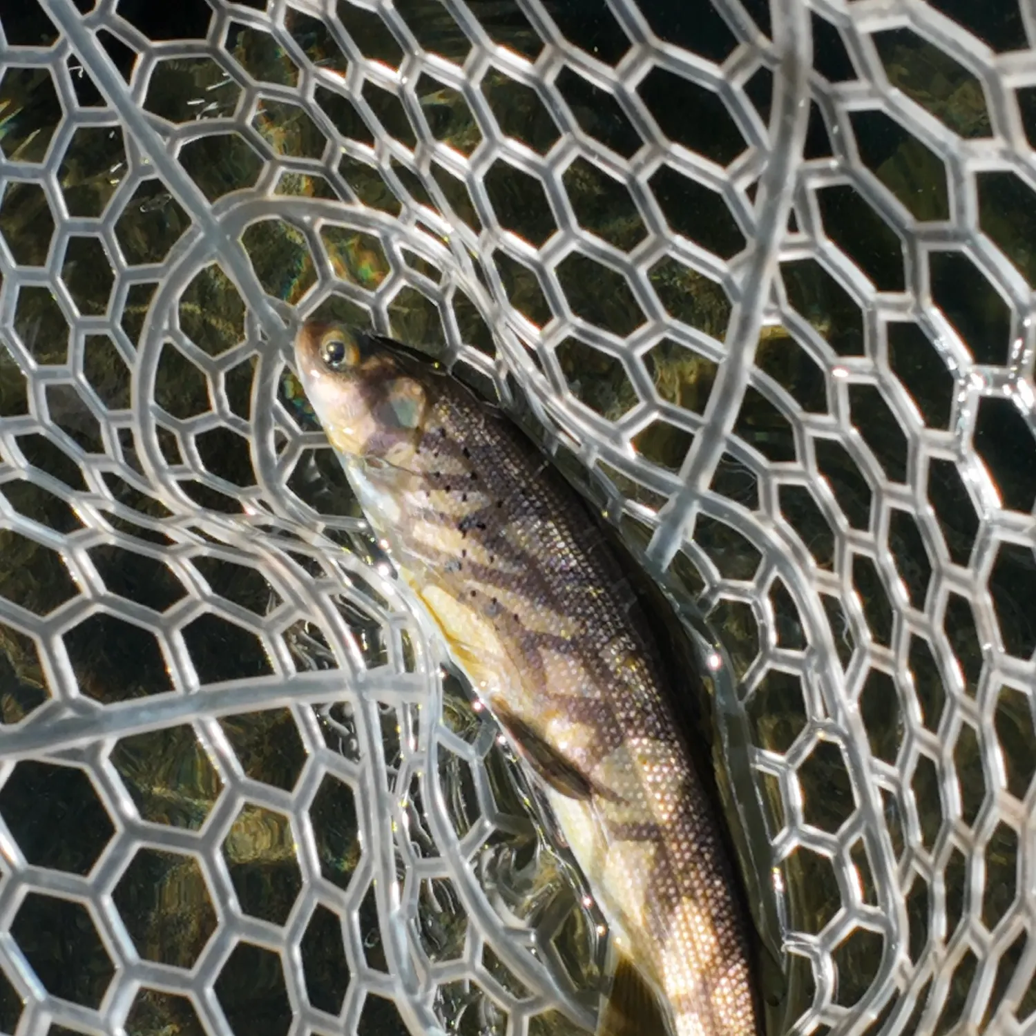 Arctic grayling caught on Fishbrain