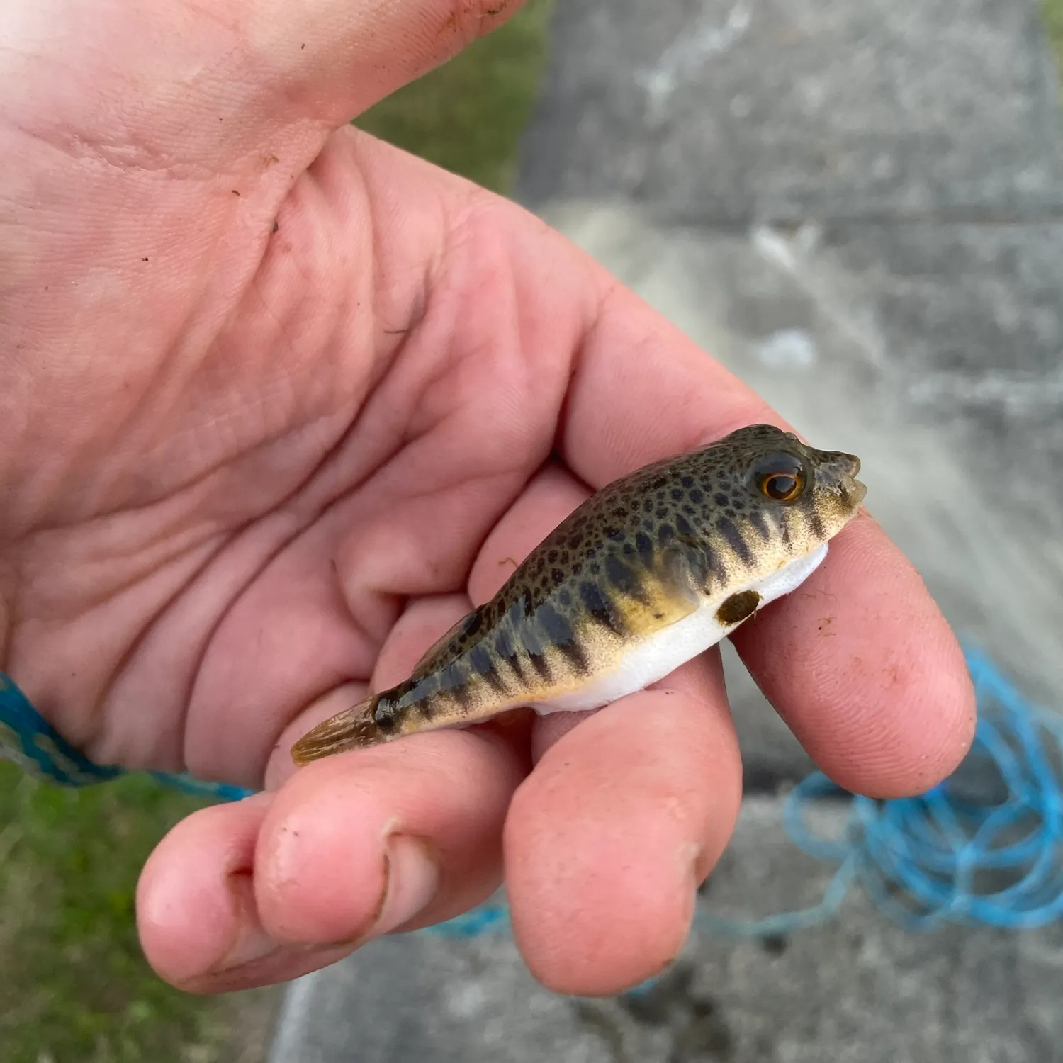 The most recent Common toadfish catches on Fishbrain