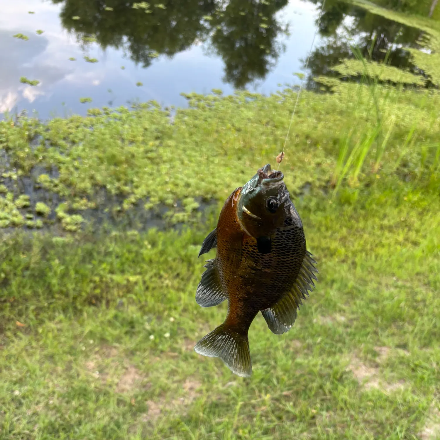 catch