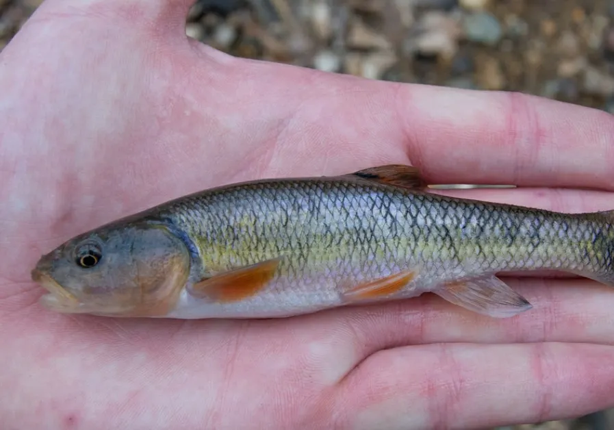 Creek chub