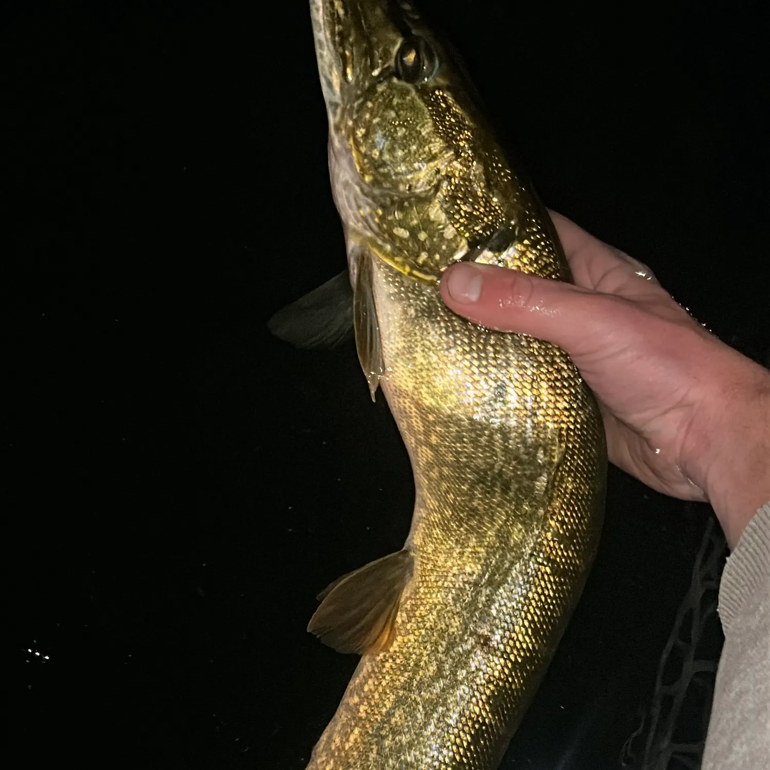 Northern pike caught on Fishbrain