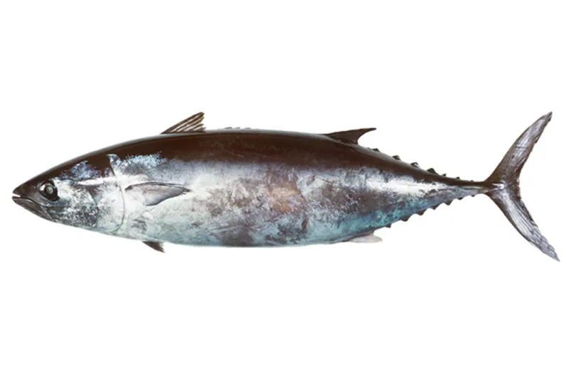 Slender tuna