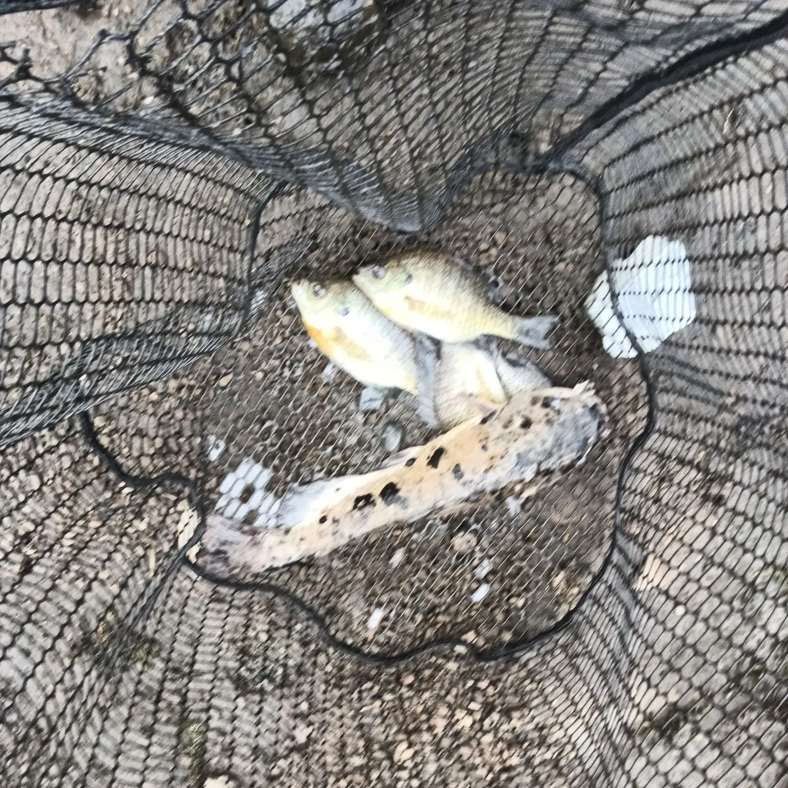 Channel catfish caught on Fishbrain