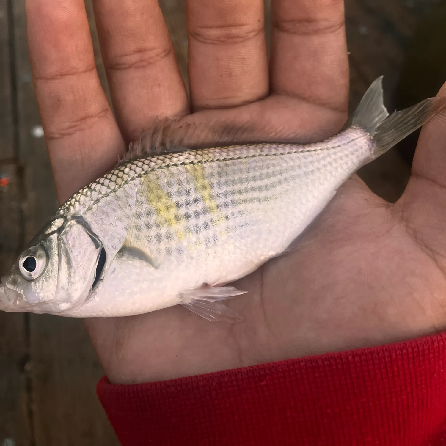 The most recent Shiner perch catches on Fishbrain