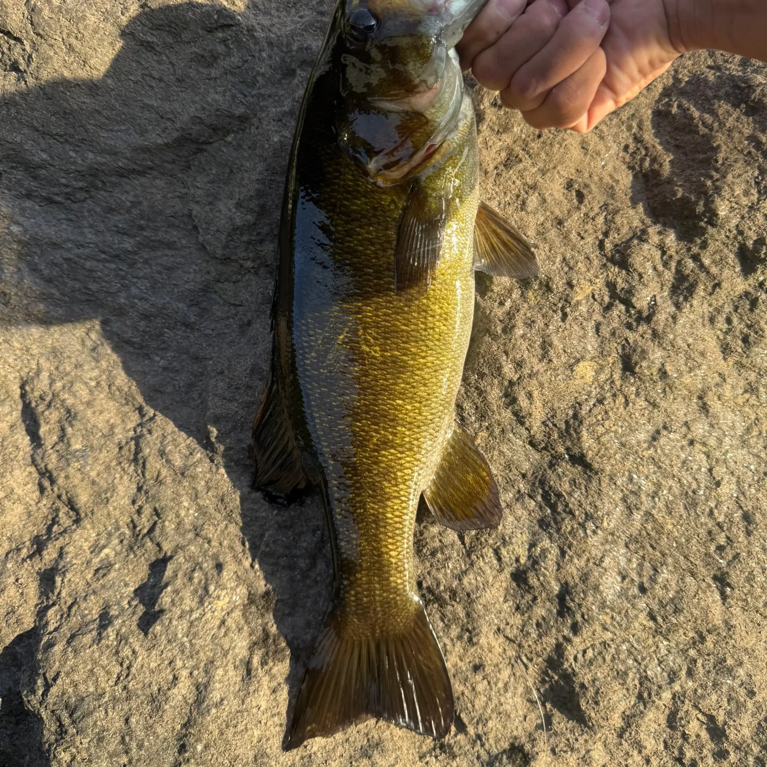 Smallmouth bass caught on Fishbrain