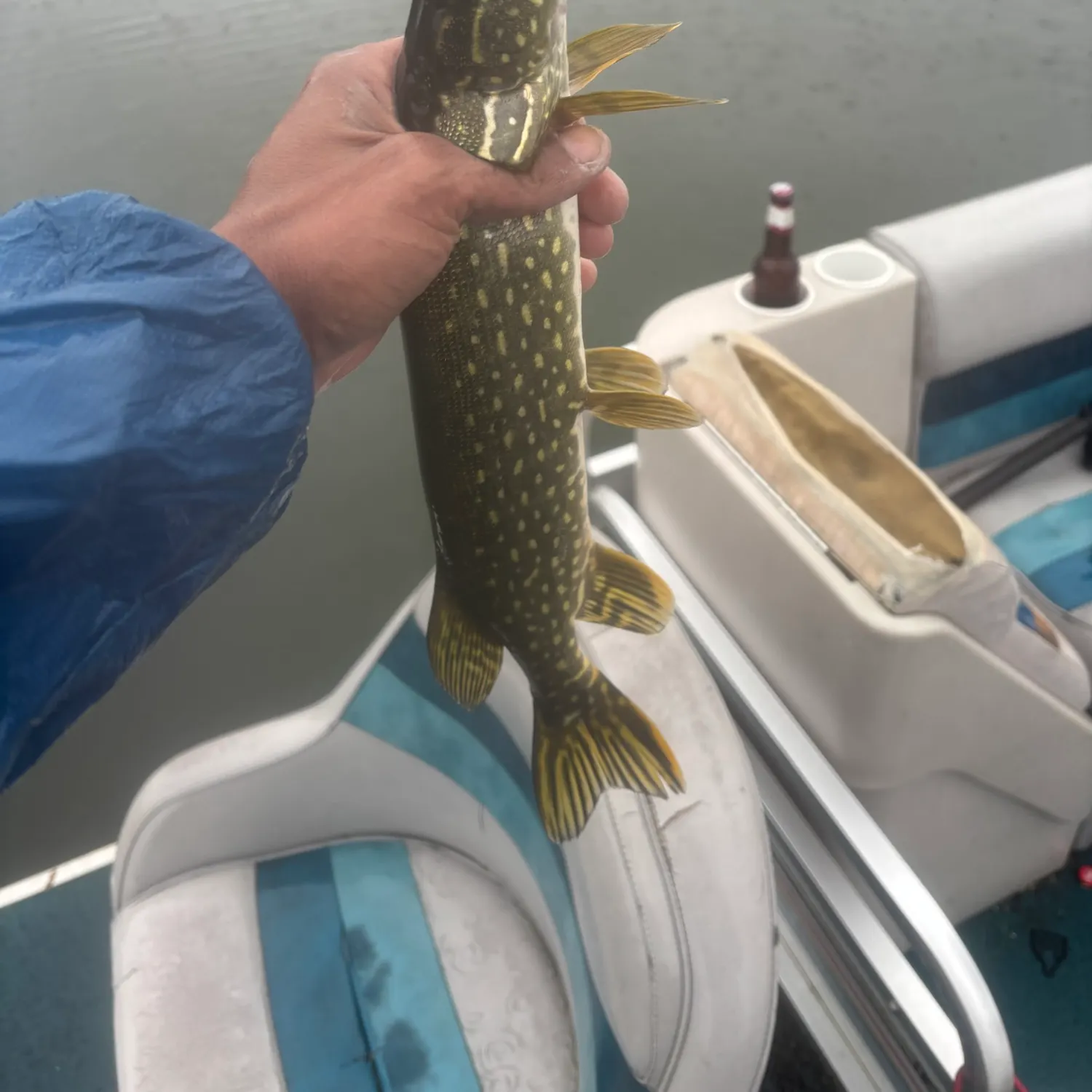 Northern pike caught on Fishbrain