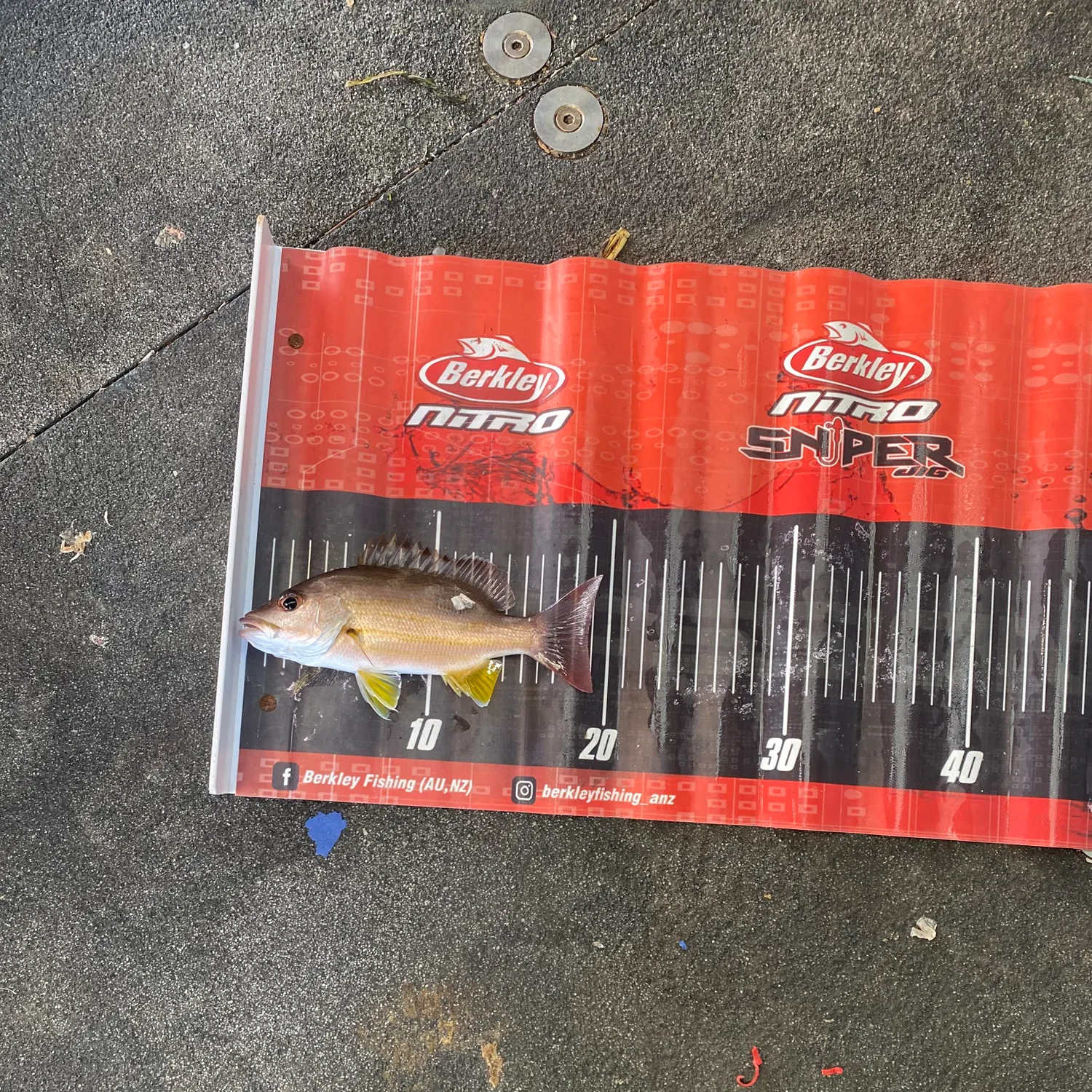 The most recent Moses perch catches on Fishbrain