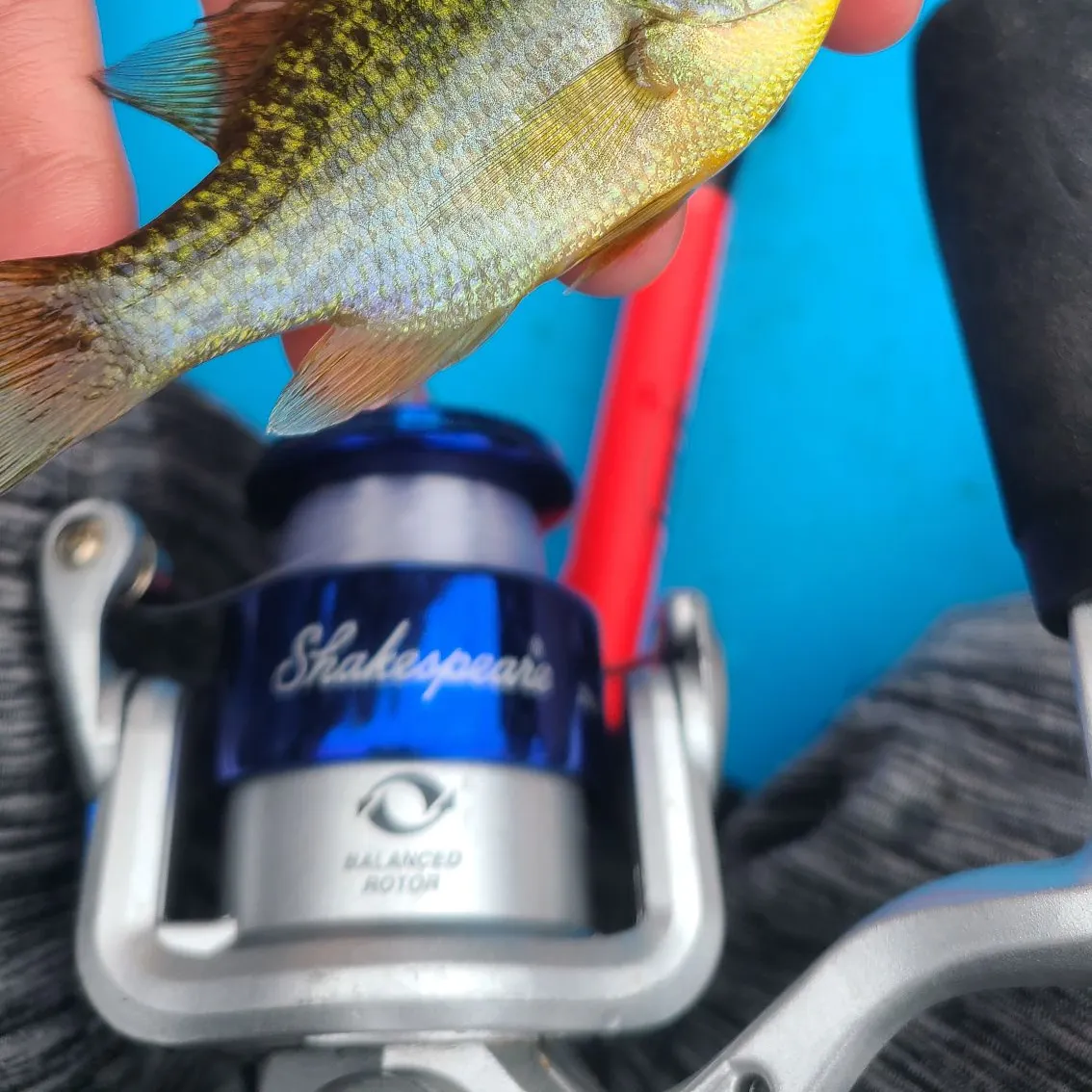 angler catch