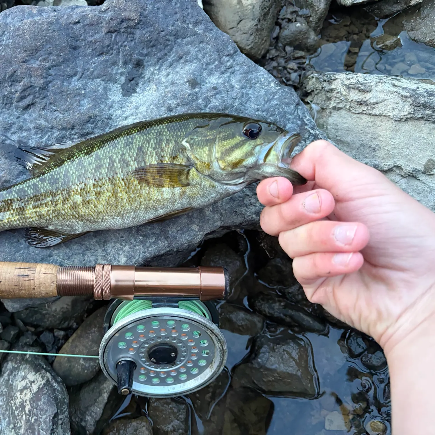Smallmouth bass caught on Fishbrain