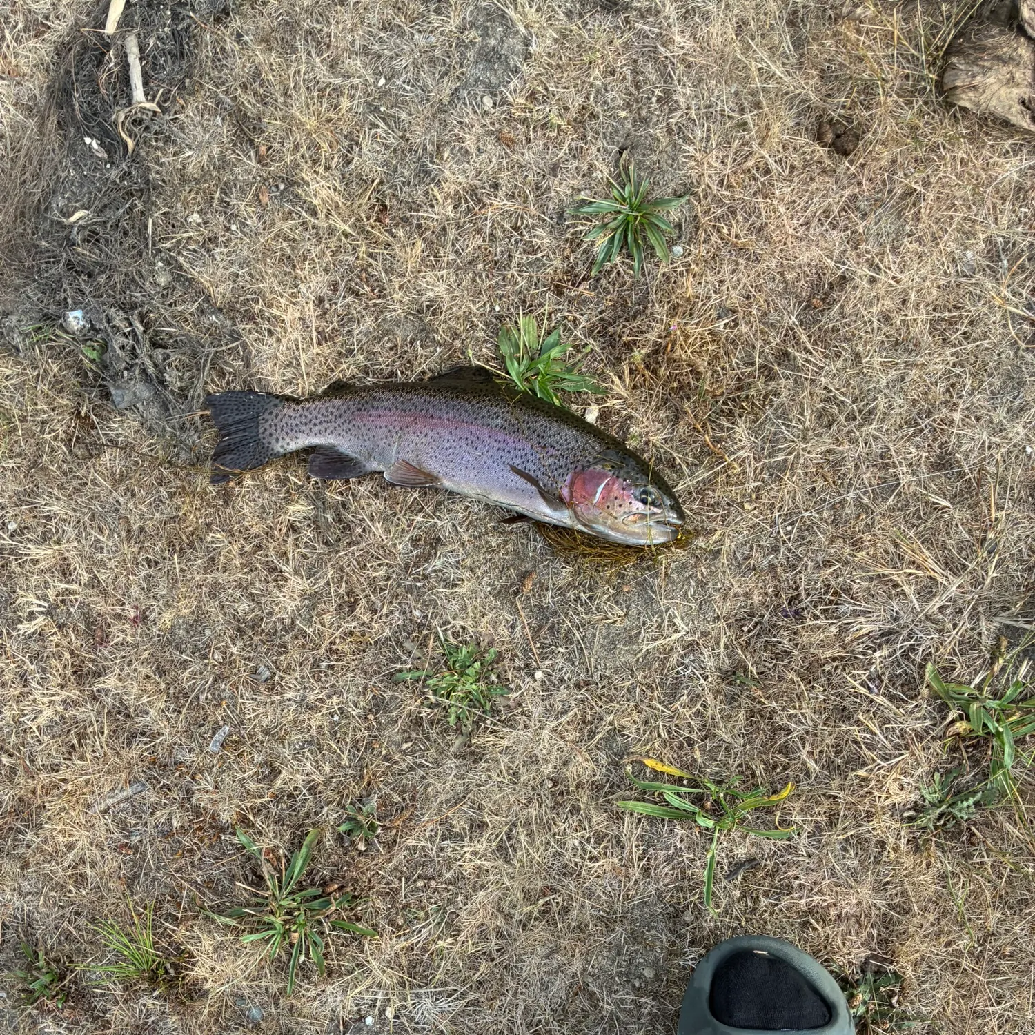 Fish caught on Fishbrain