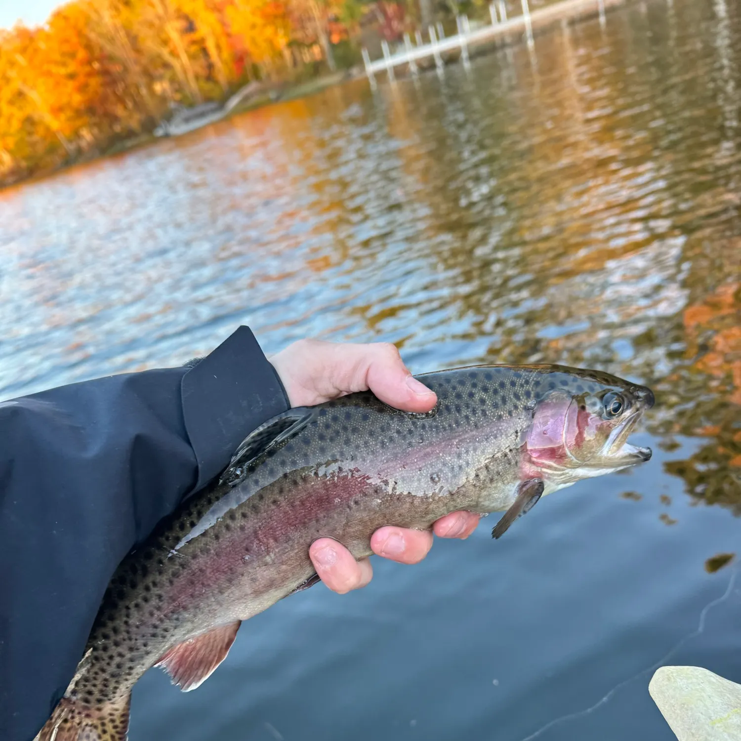 Rainbow trout caught on Fishbrain