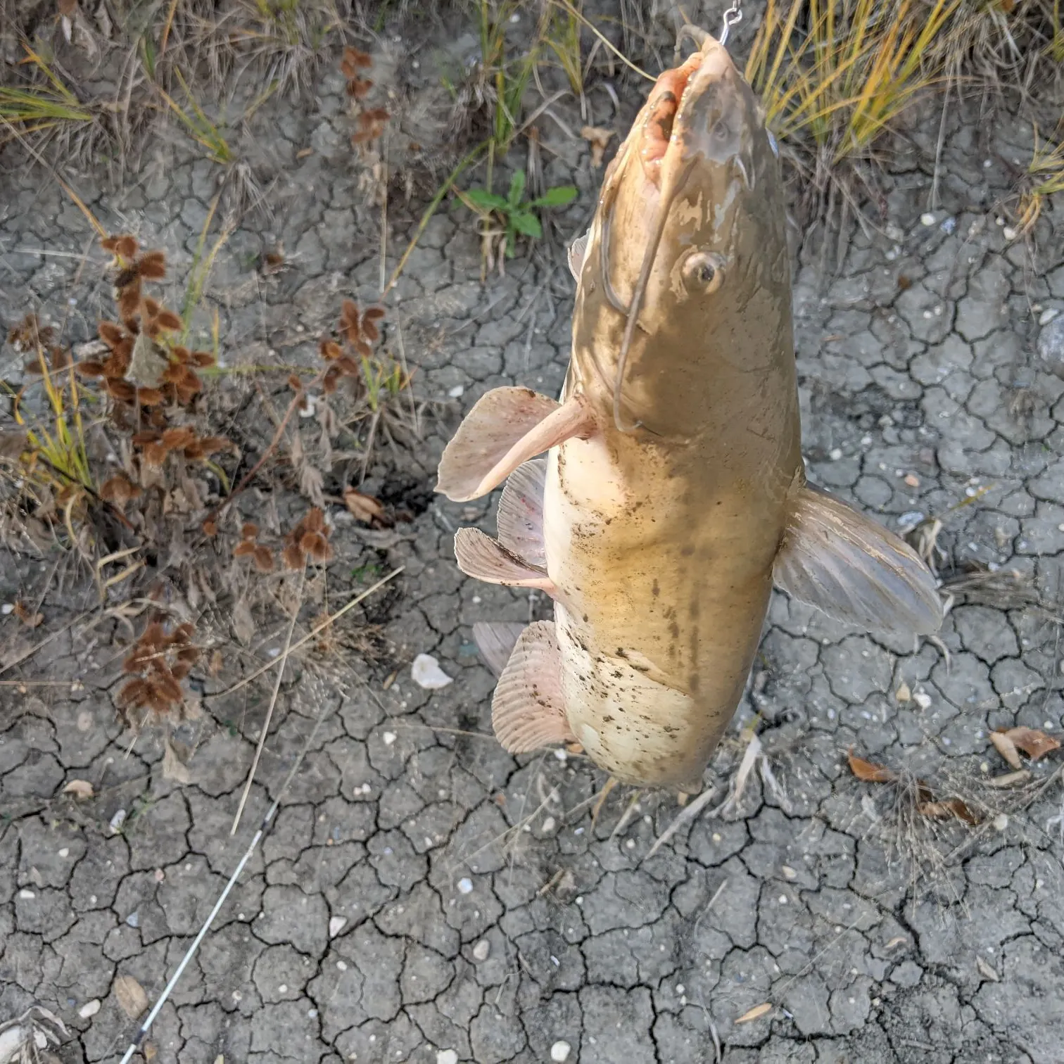 Channel catfish caught on Fishbrain