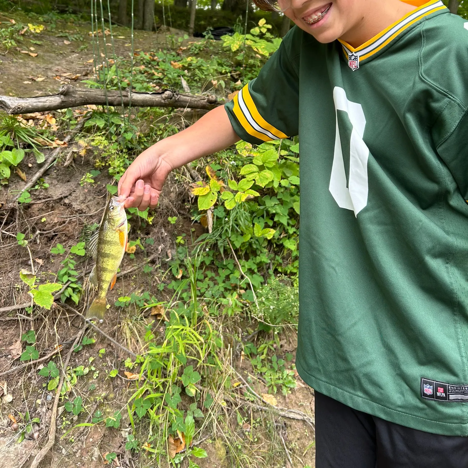 Yellow perch caught on Fishbrain