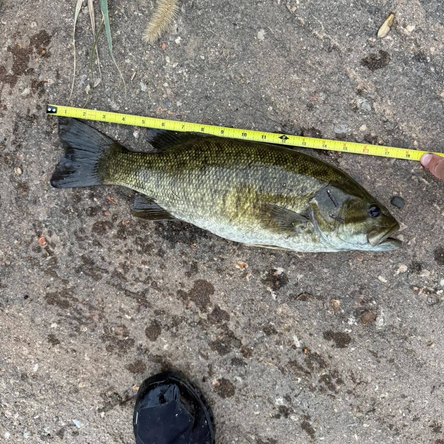 Smallmouth bass caught on Fishbrain