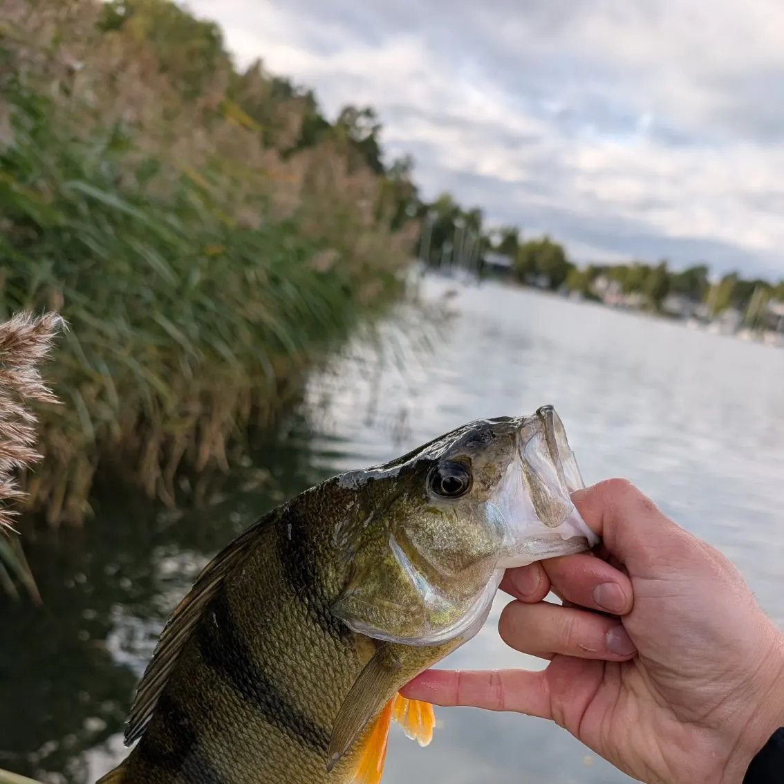 European perch caught on Fishbrain