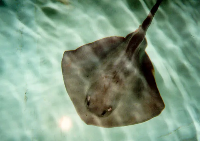 Pelagic stingray