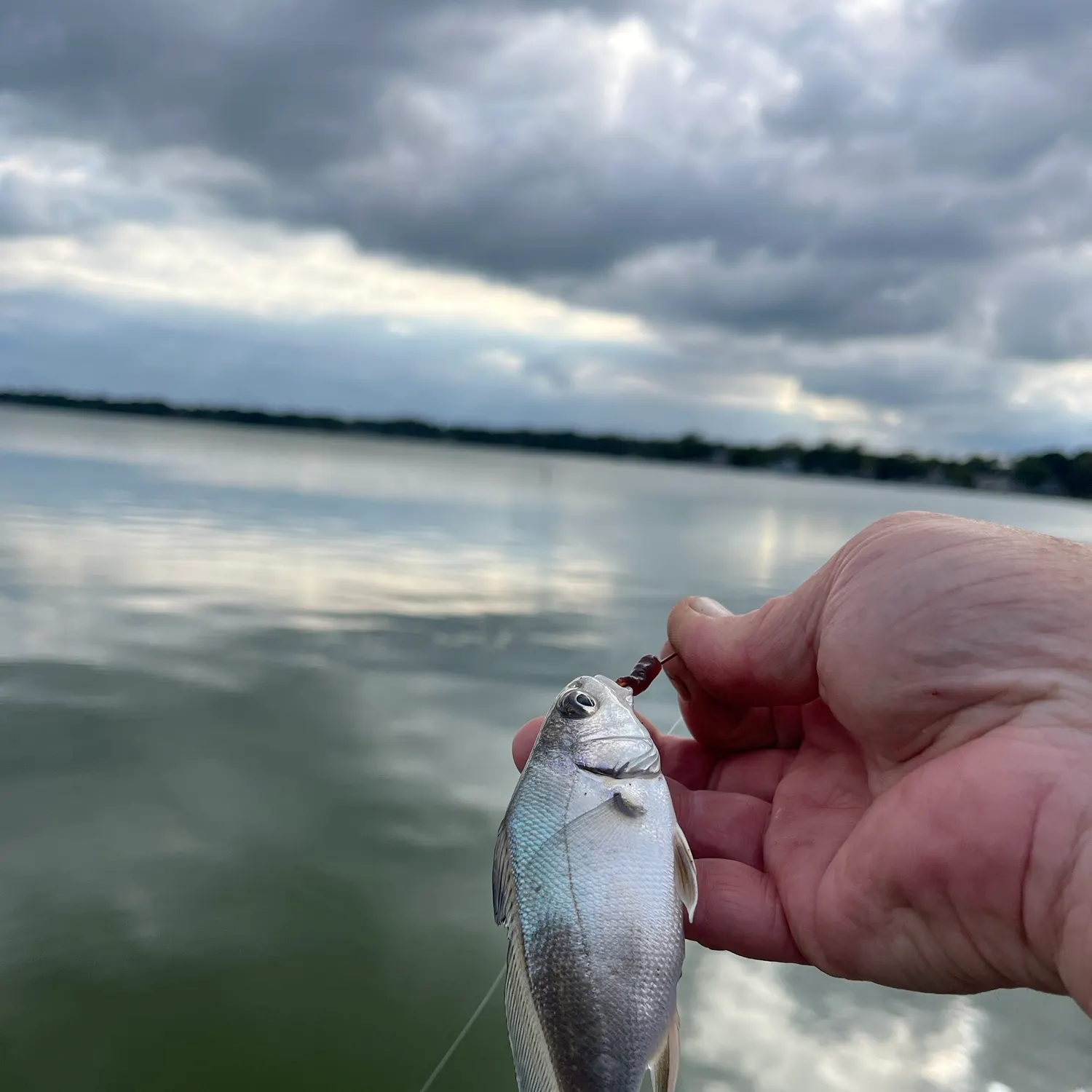 Freshwater drum caught on Fishbrain