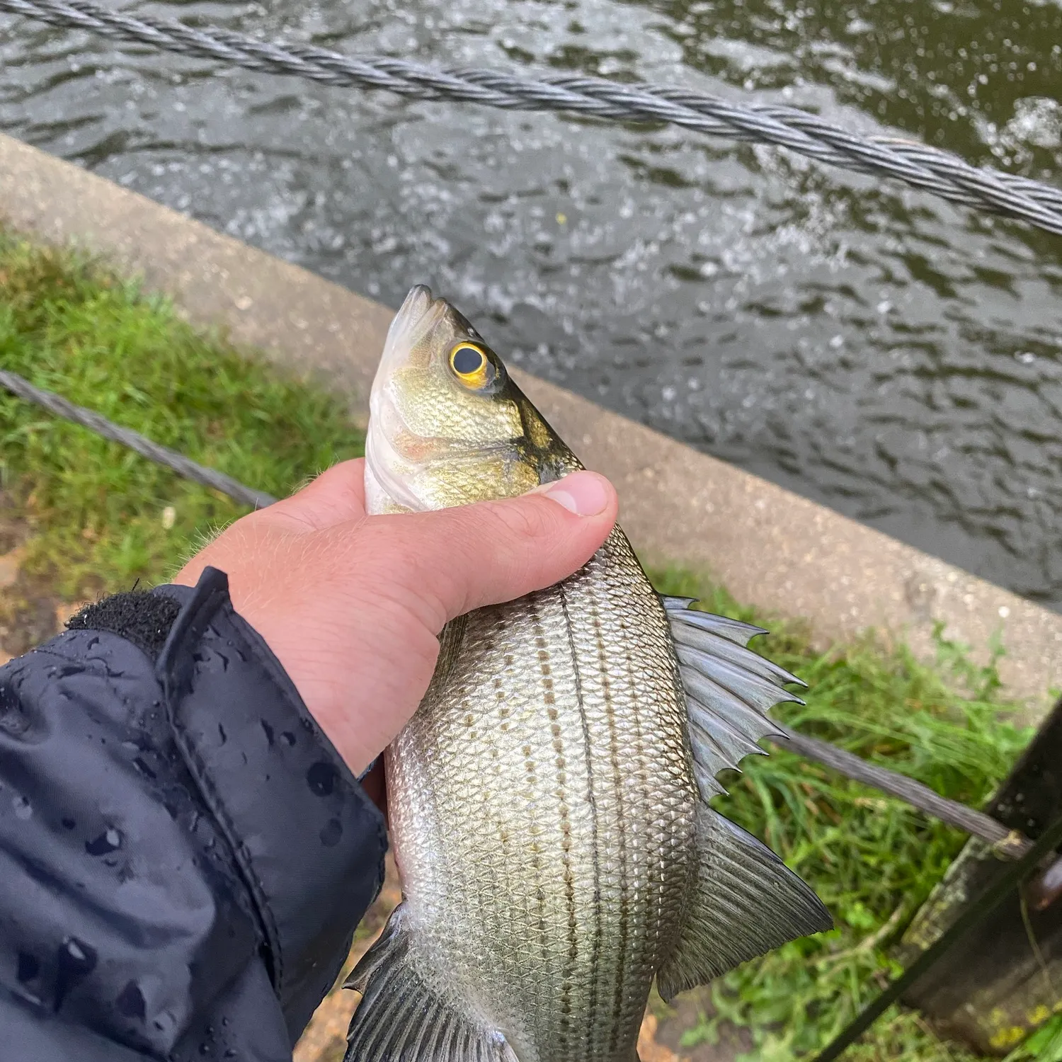 Smallmouth buffalo caught on Fishbrain