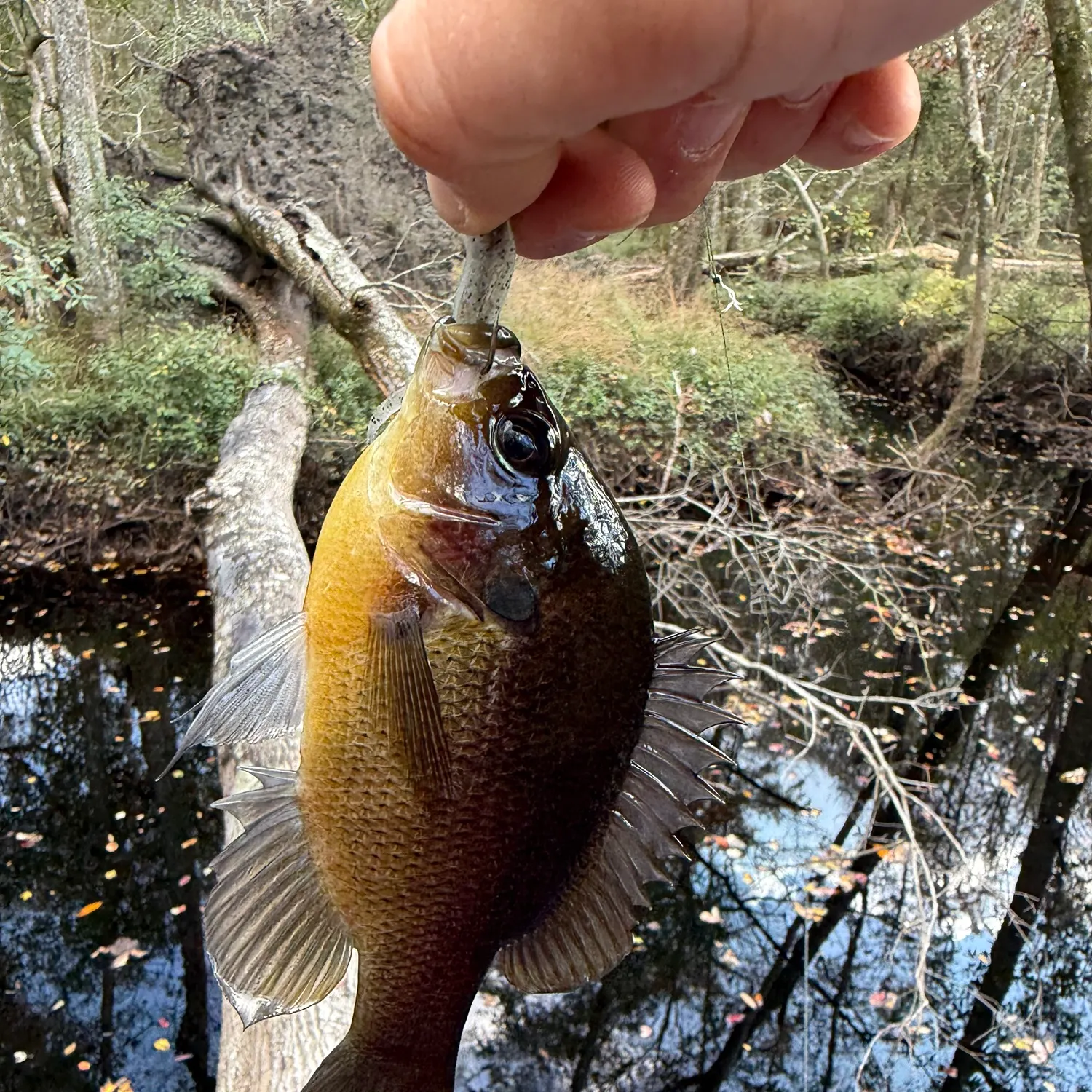 The most recent Redspotted sunfish catches on Fishbrain