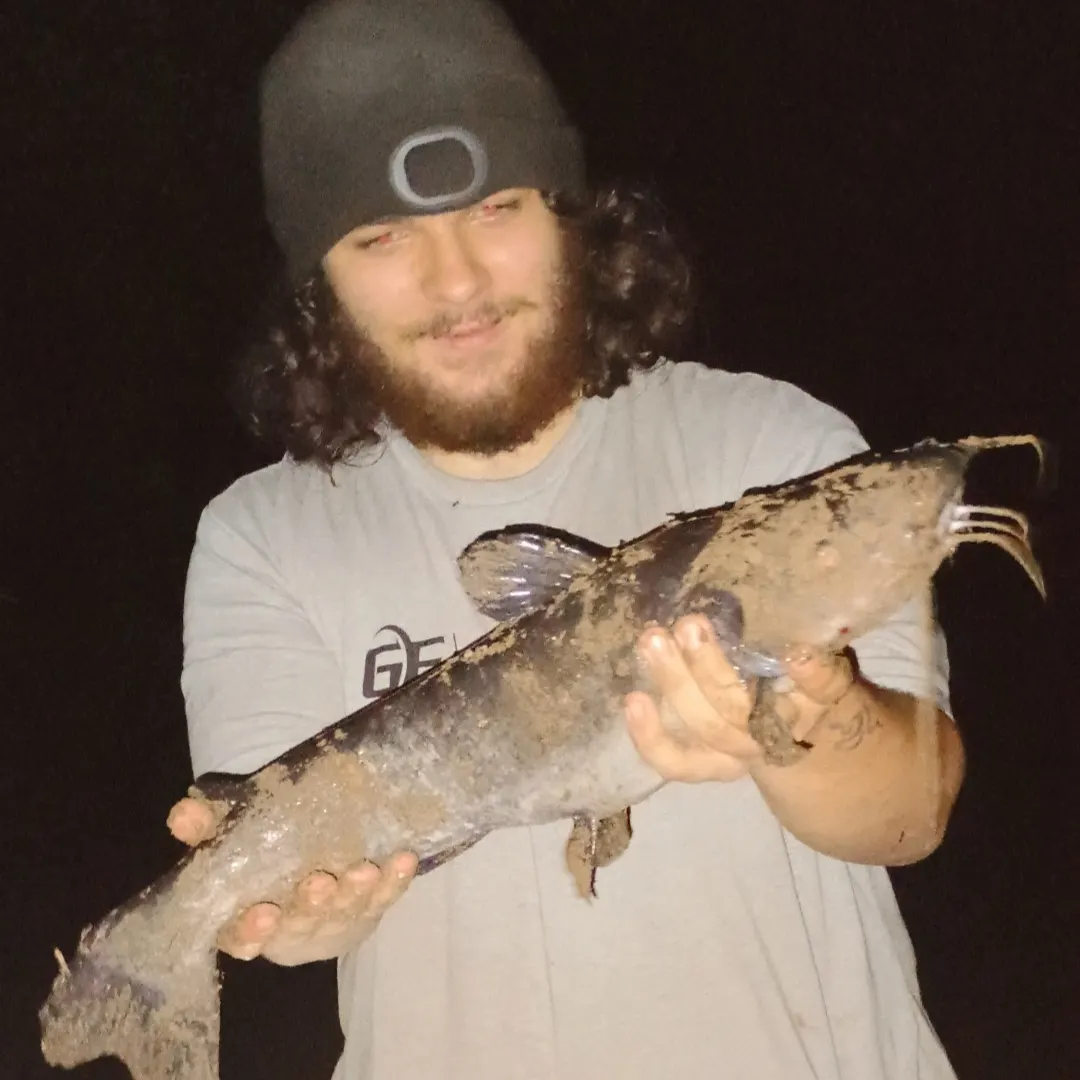 Channel catfish caught on Fishbrain