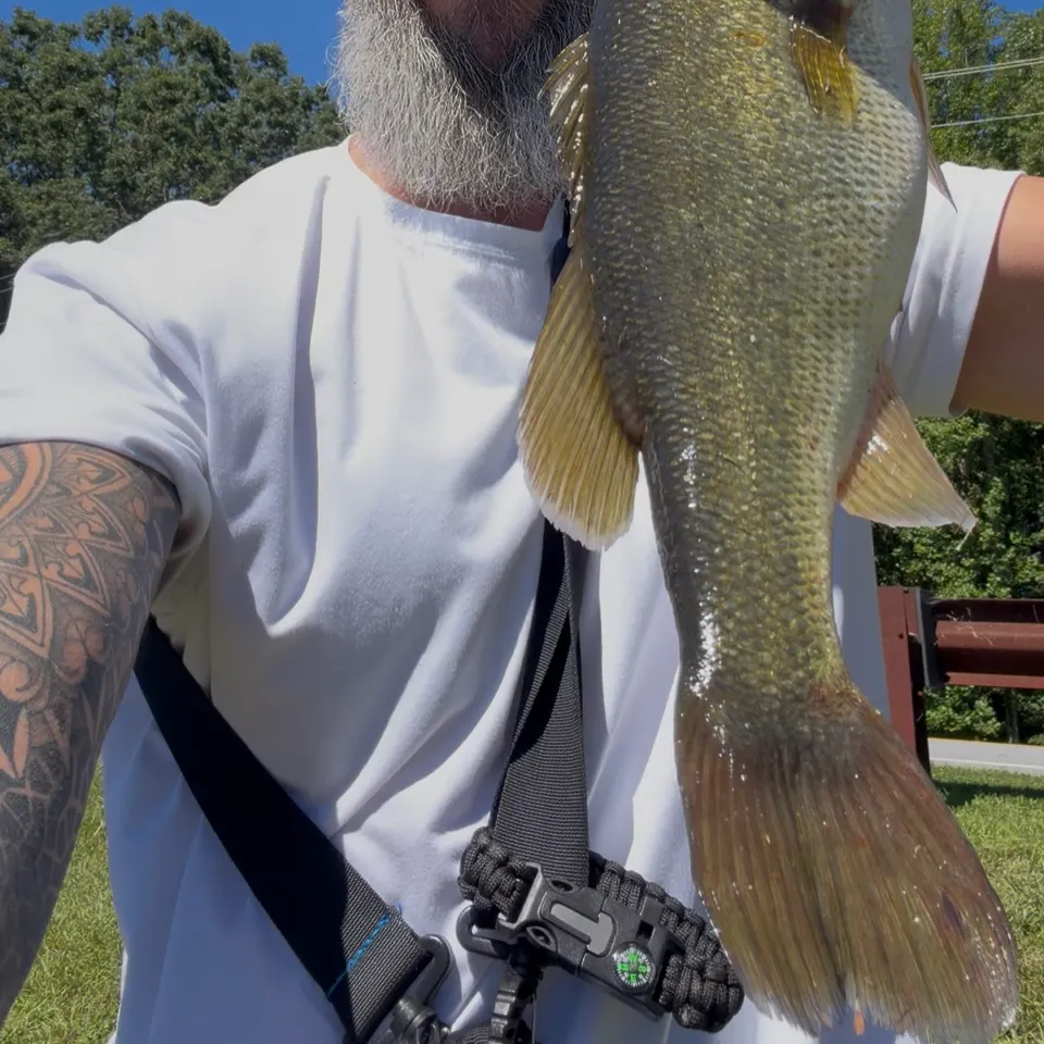 Largemouth bass caught on Fishbrain